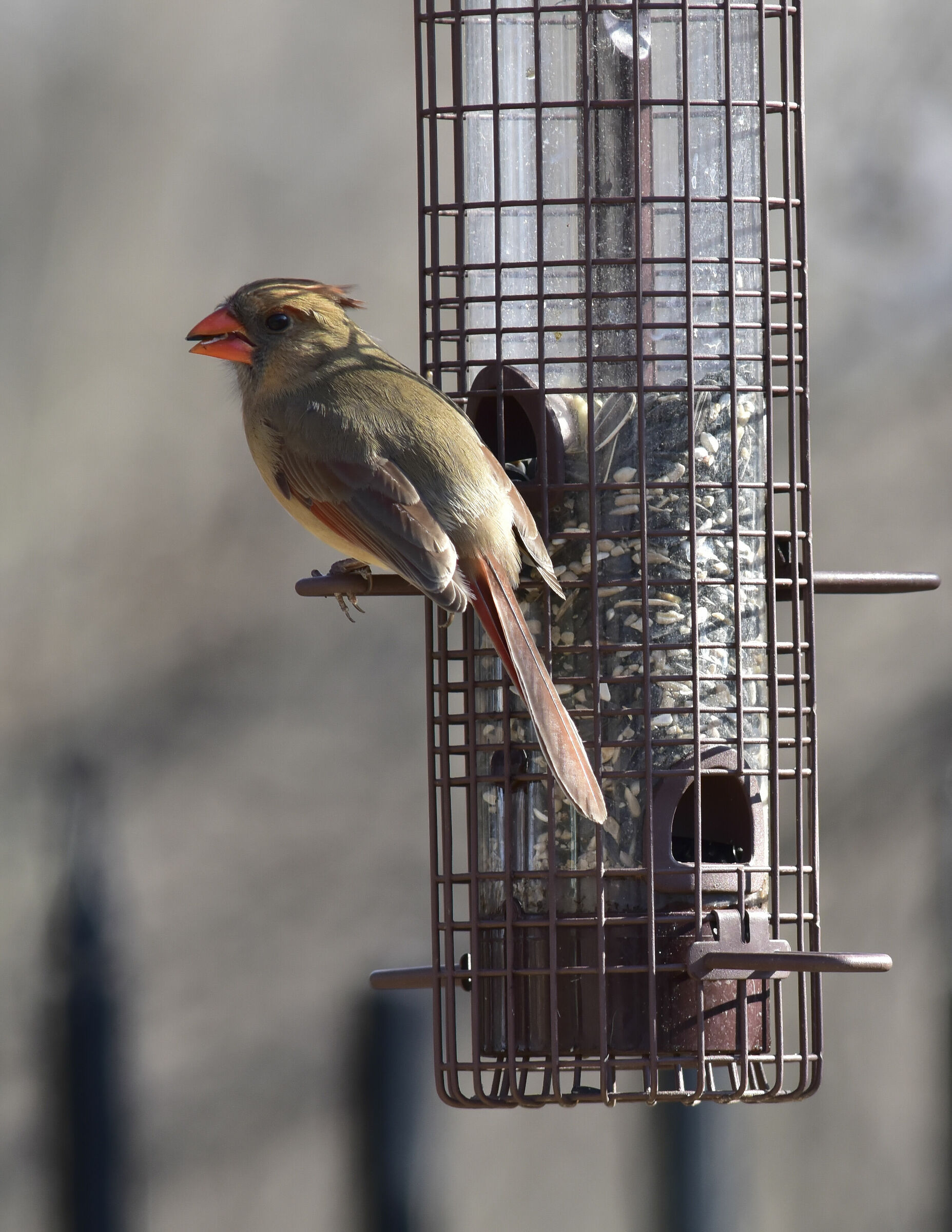 Female Cardinal