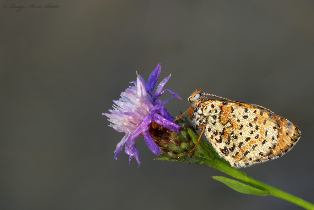 Melitaea Didyma