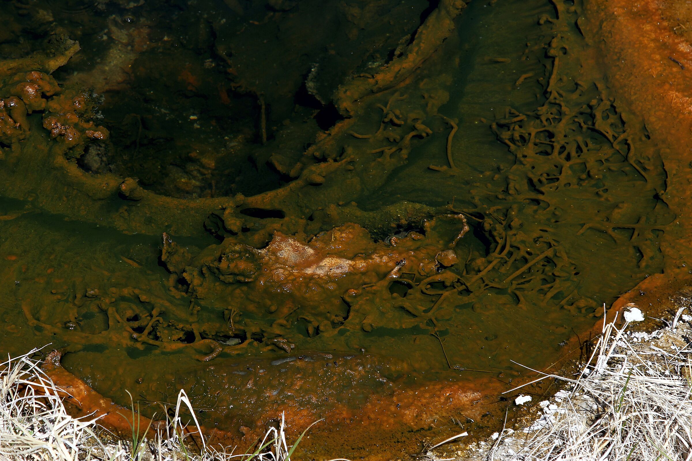 A chromatic poll detail