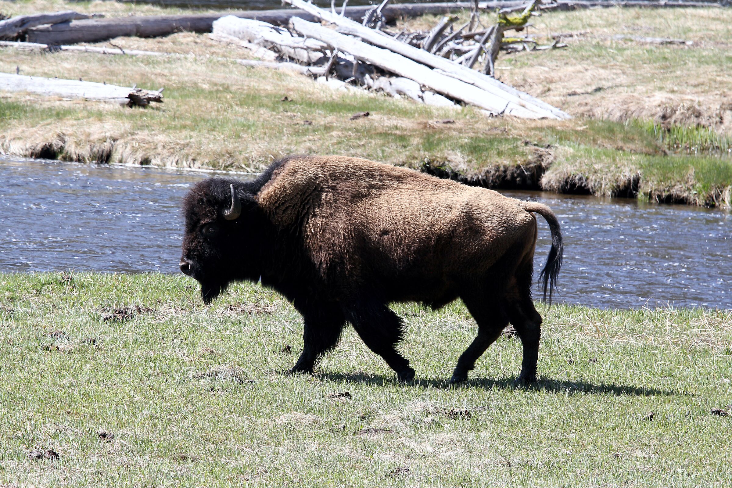 Bison, Yellowstone park