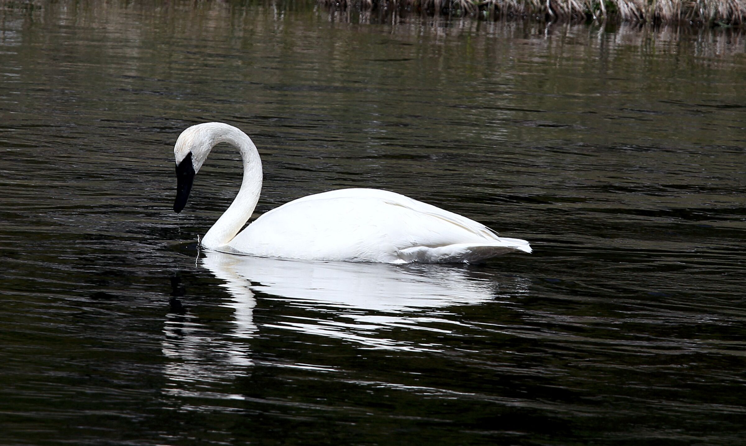 Swan, Yellostone park