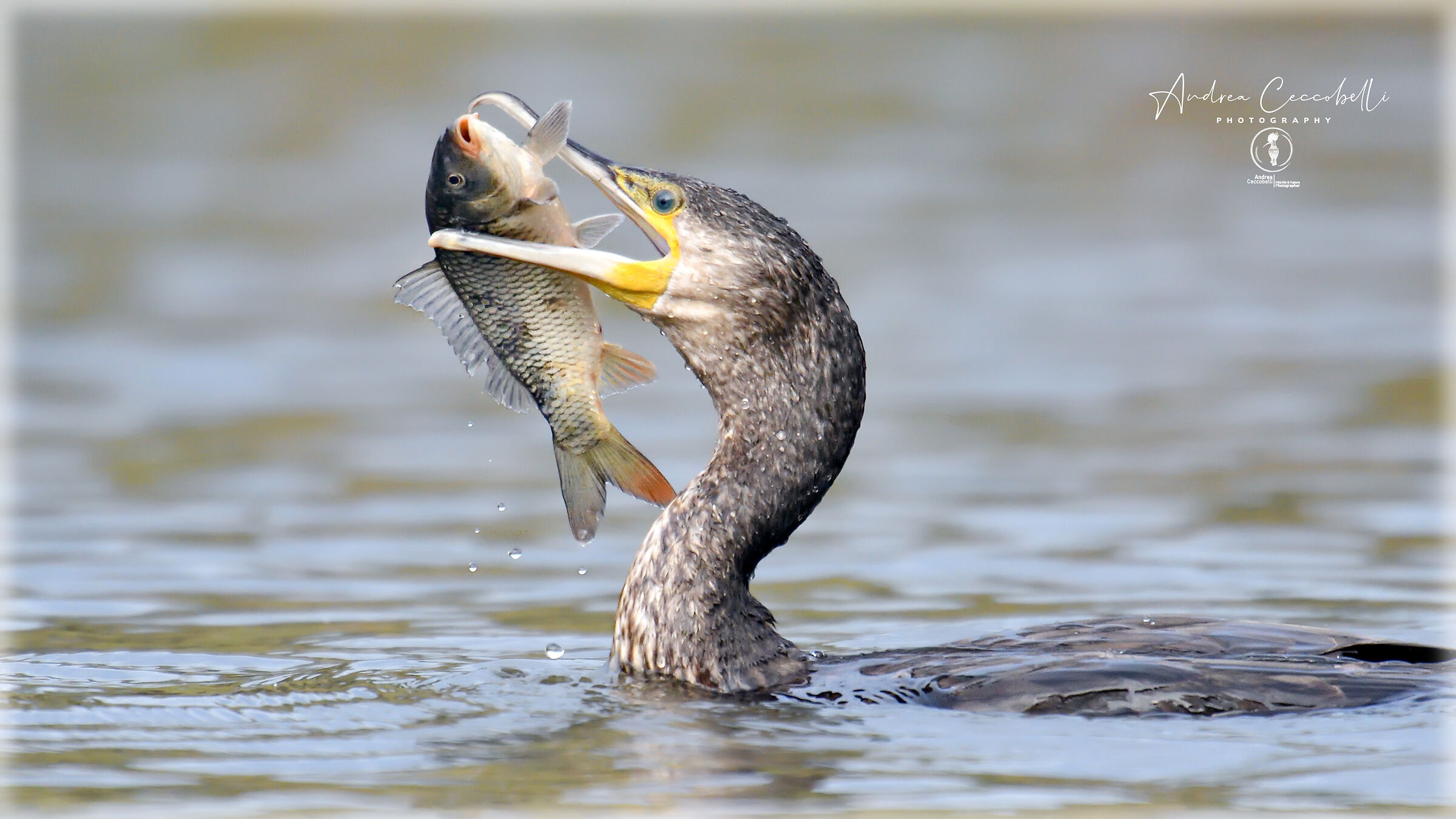Cormorano - Phalacrocorax carbo