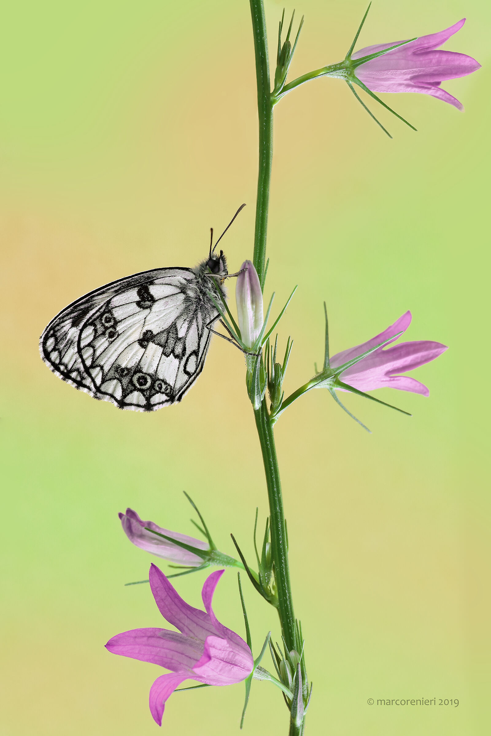 melanargia galathea