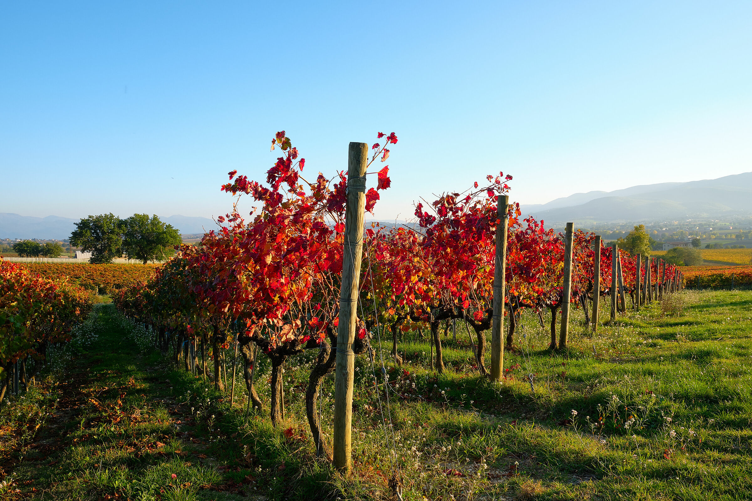 Foliage at the Perticaia winery