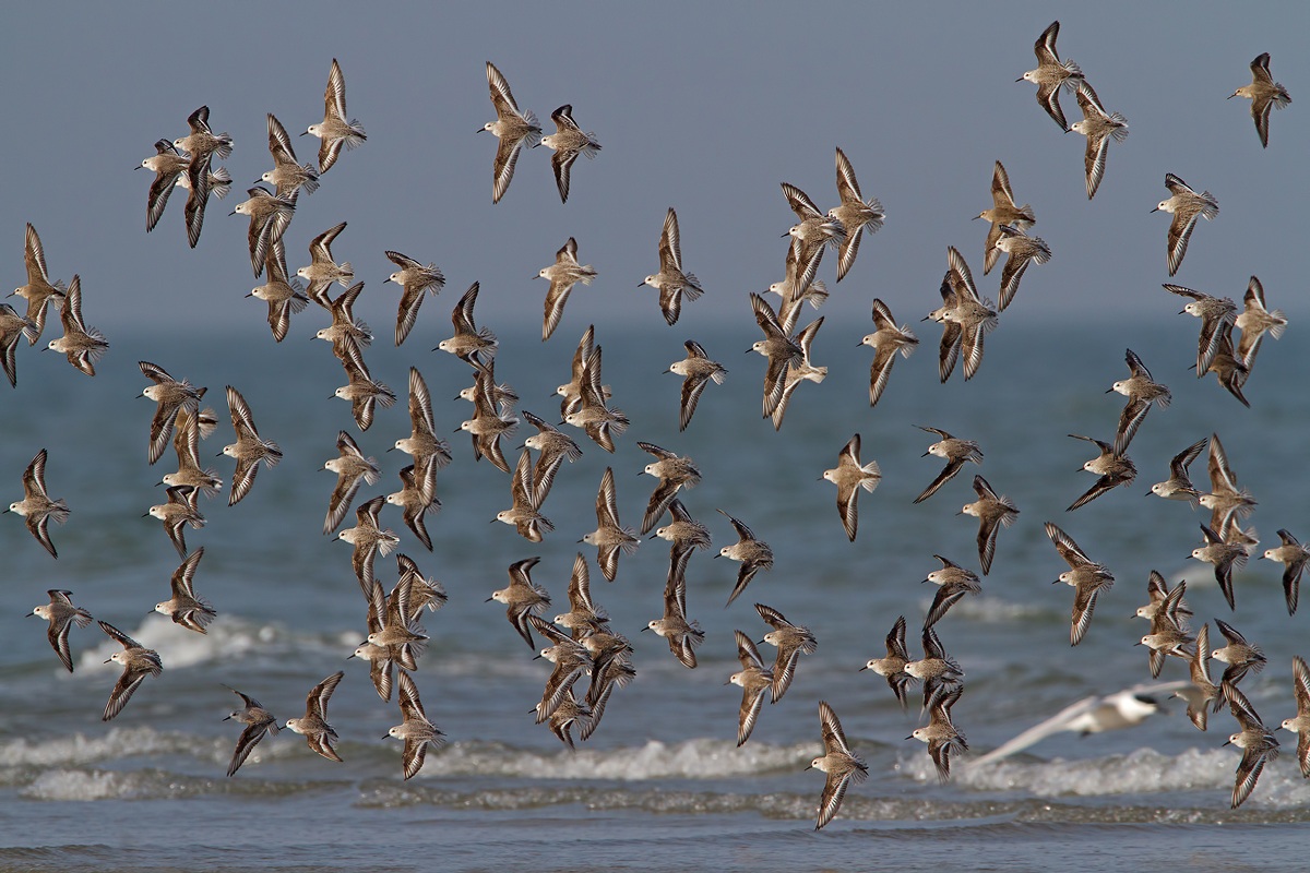 Piovanelli tridattili