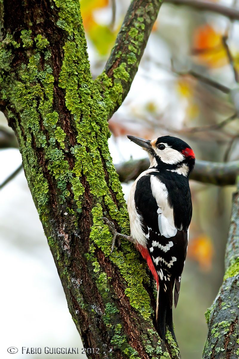 Woodpecker