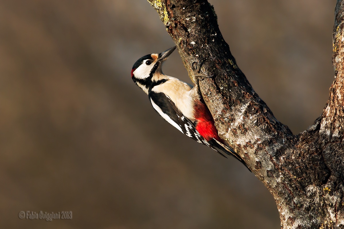 Woodpecker 2