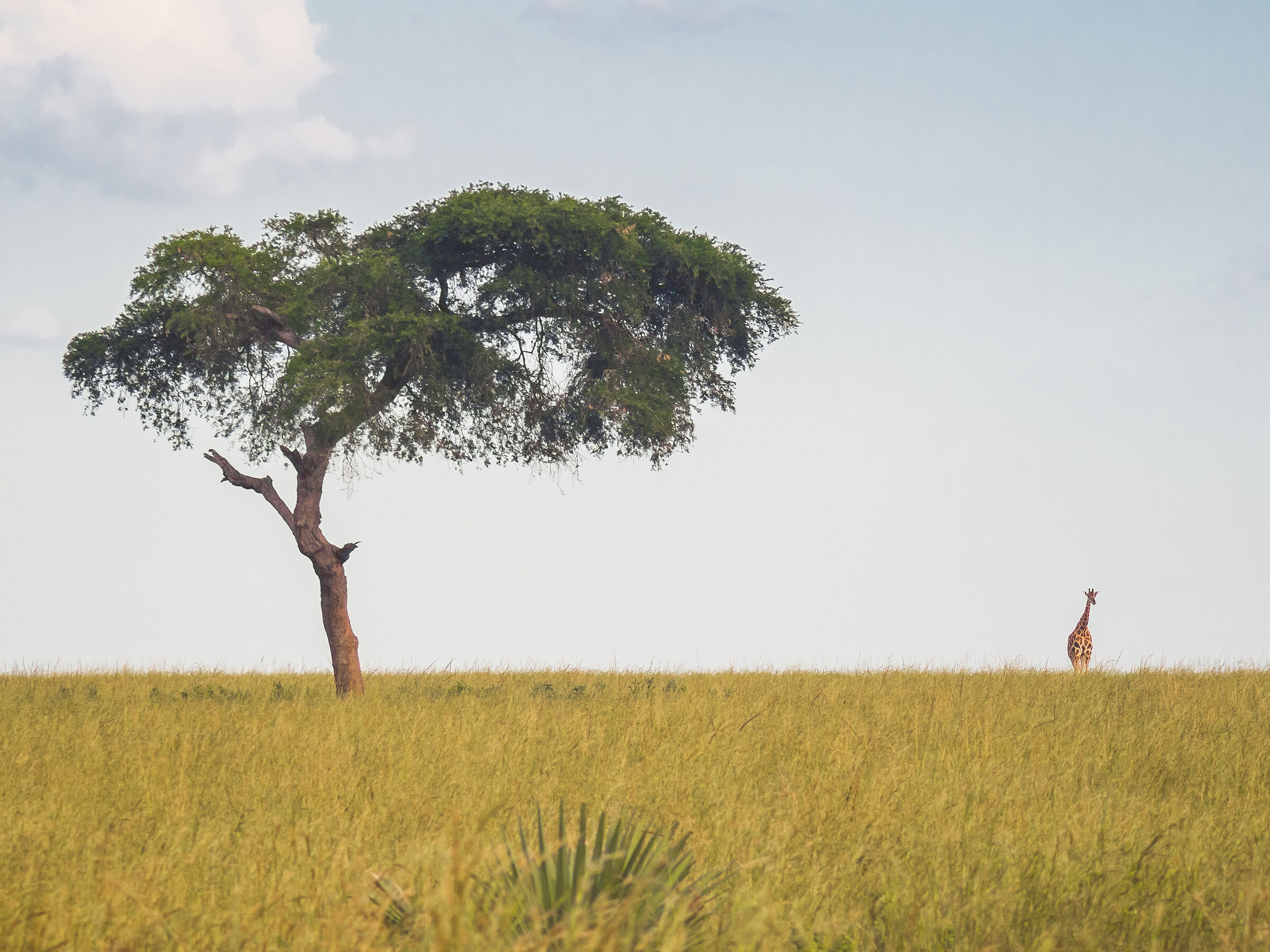 Giraffe - Murchison Falls Park