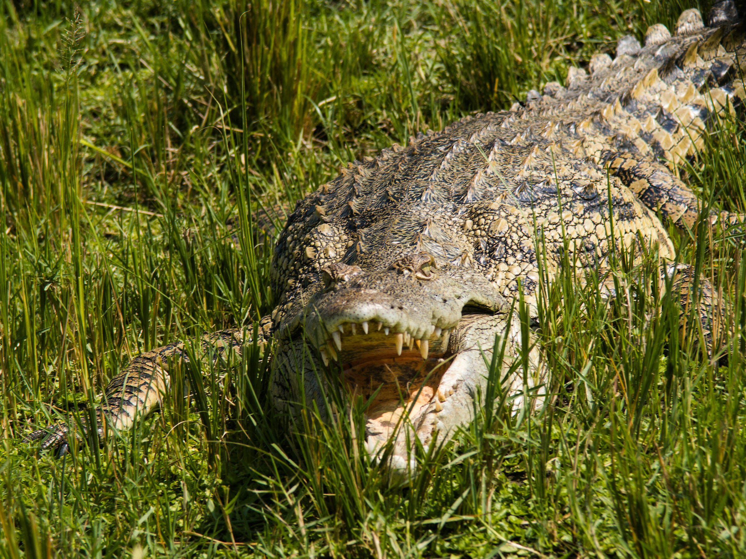 Crocs - Murchison Falls Park