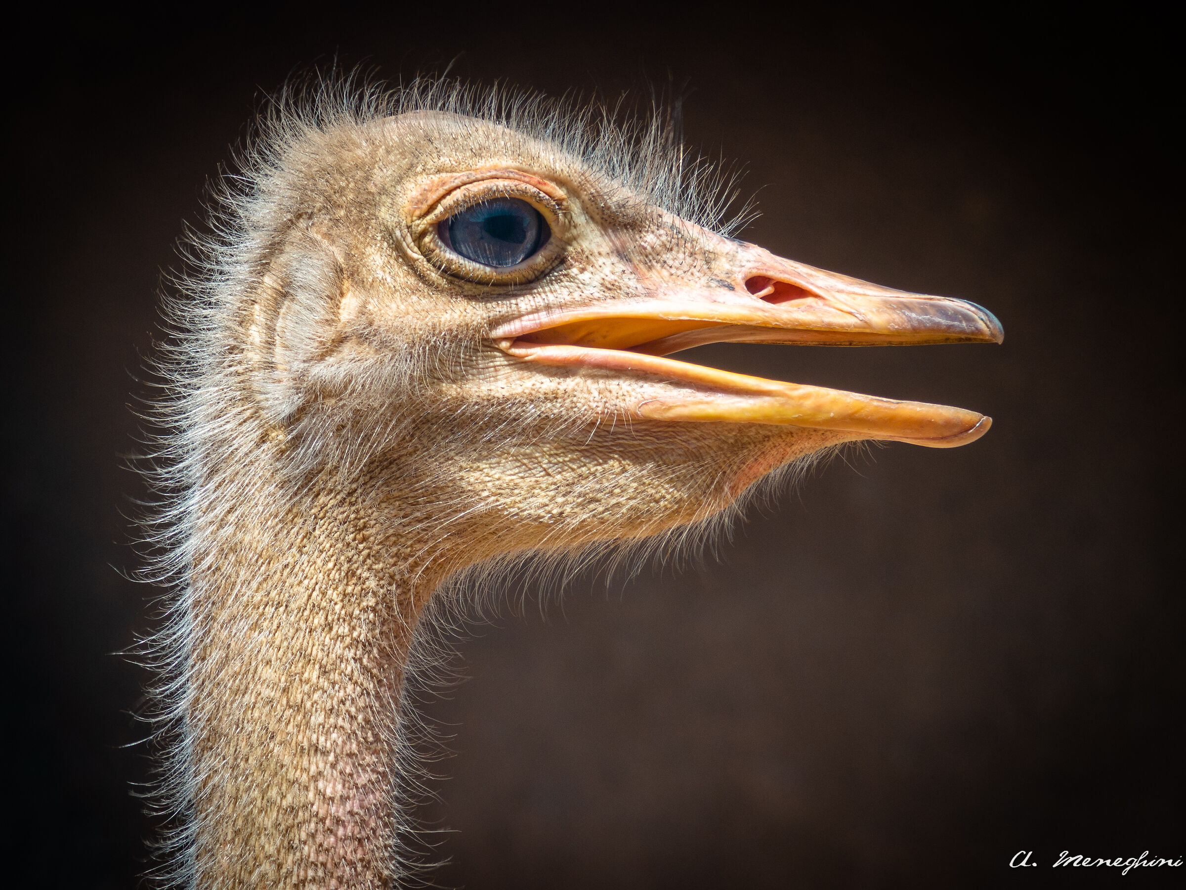 Ostrich - Kidepo National Park