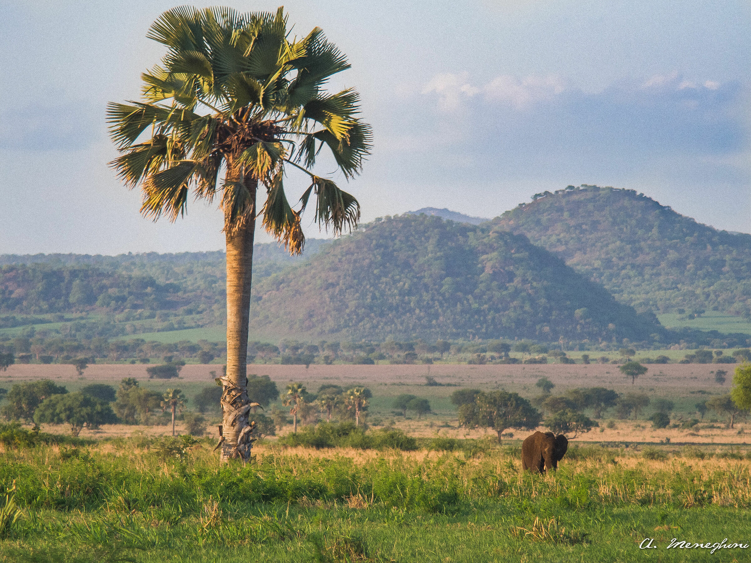 Elephant - Kidepo National Park