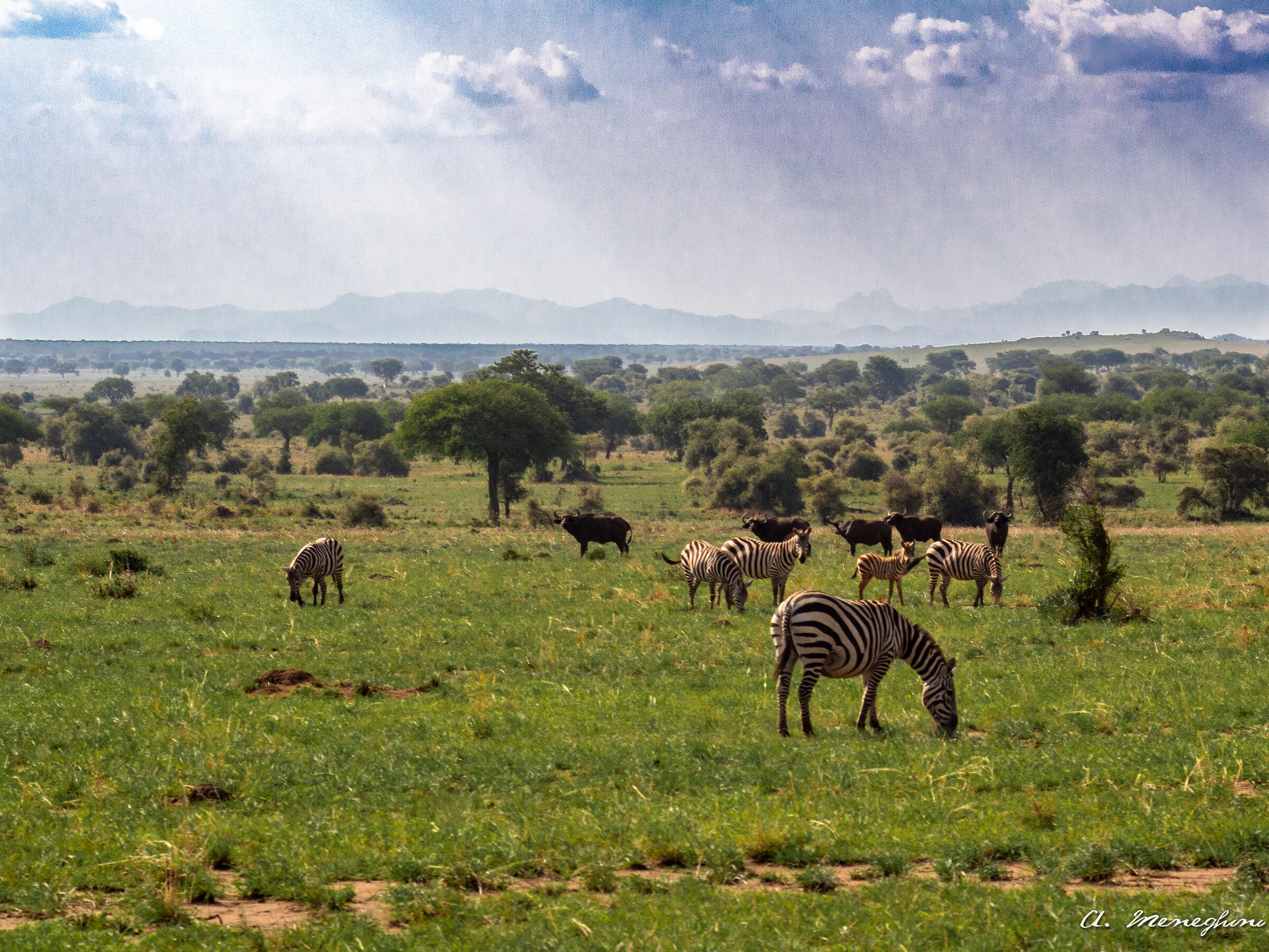 Zebras - Kidepo National Park