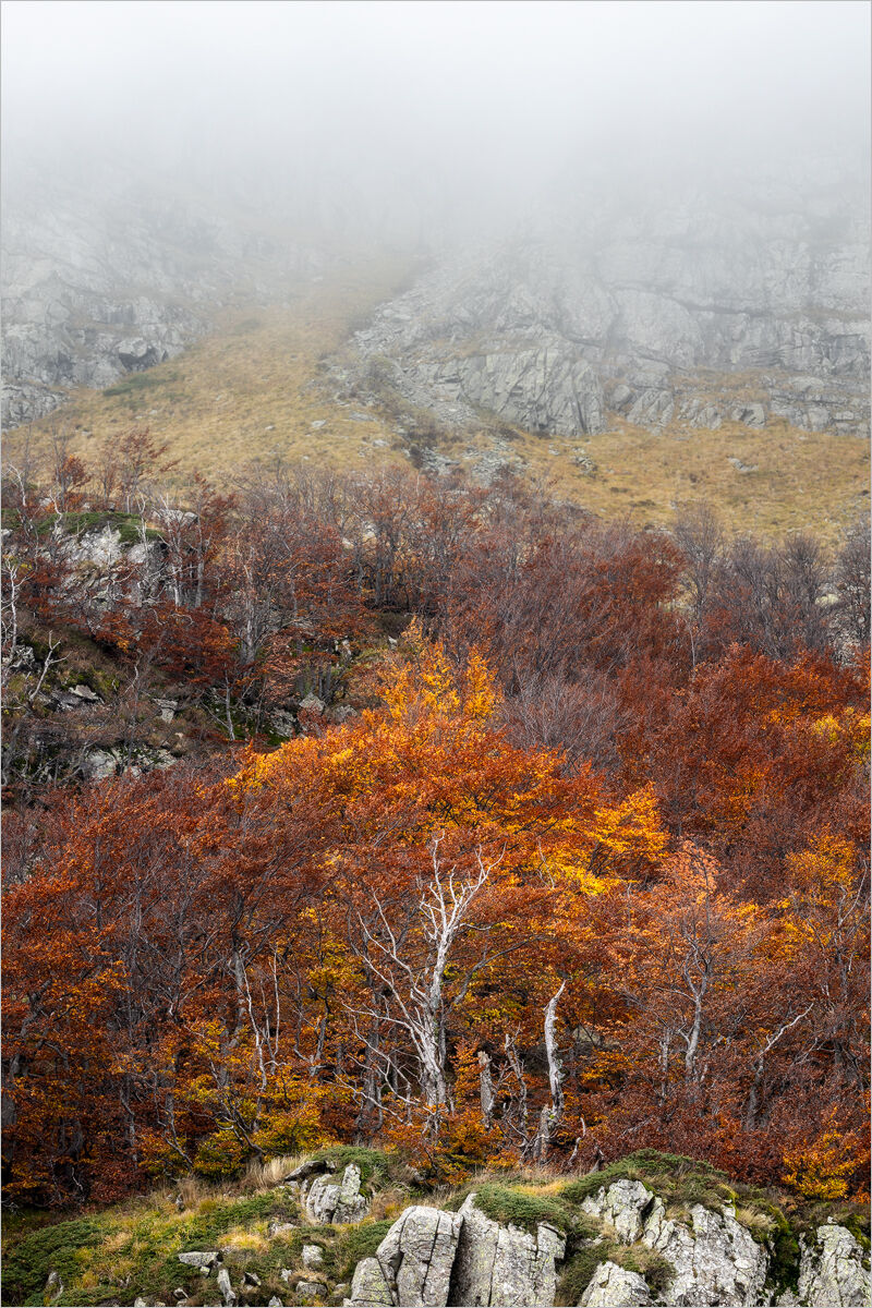 The Quiet of Autumnal Colors
