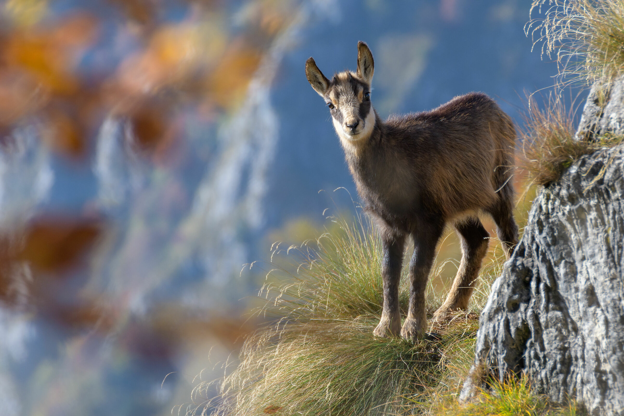 Chamois
