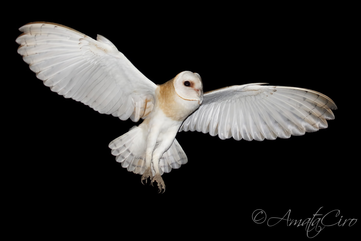 Barbagianni in volo 2