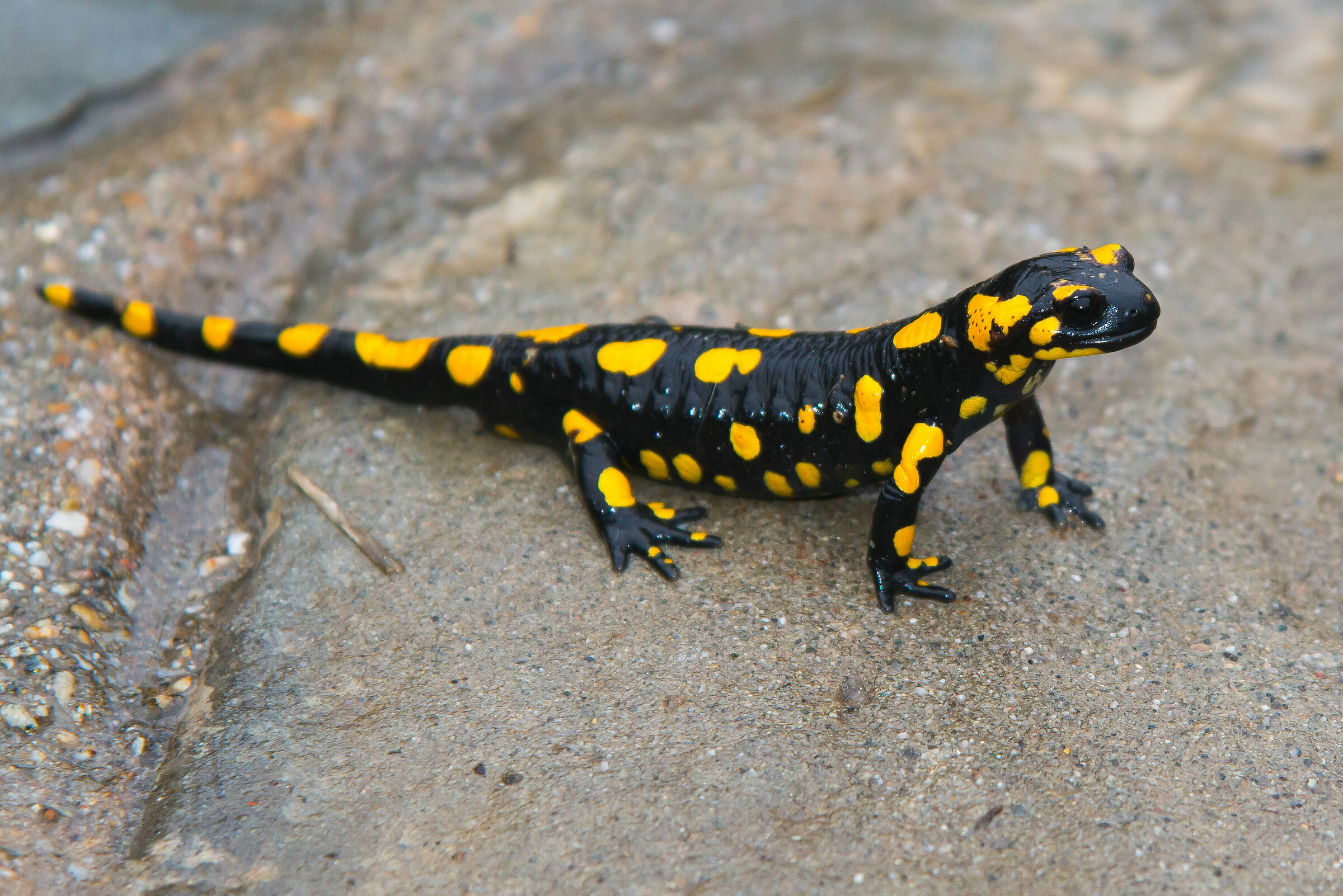 Salamandra attenta