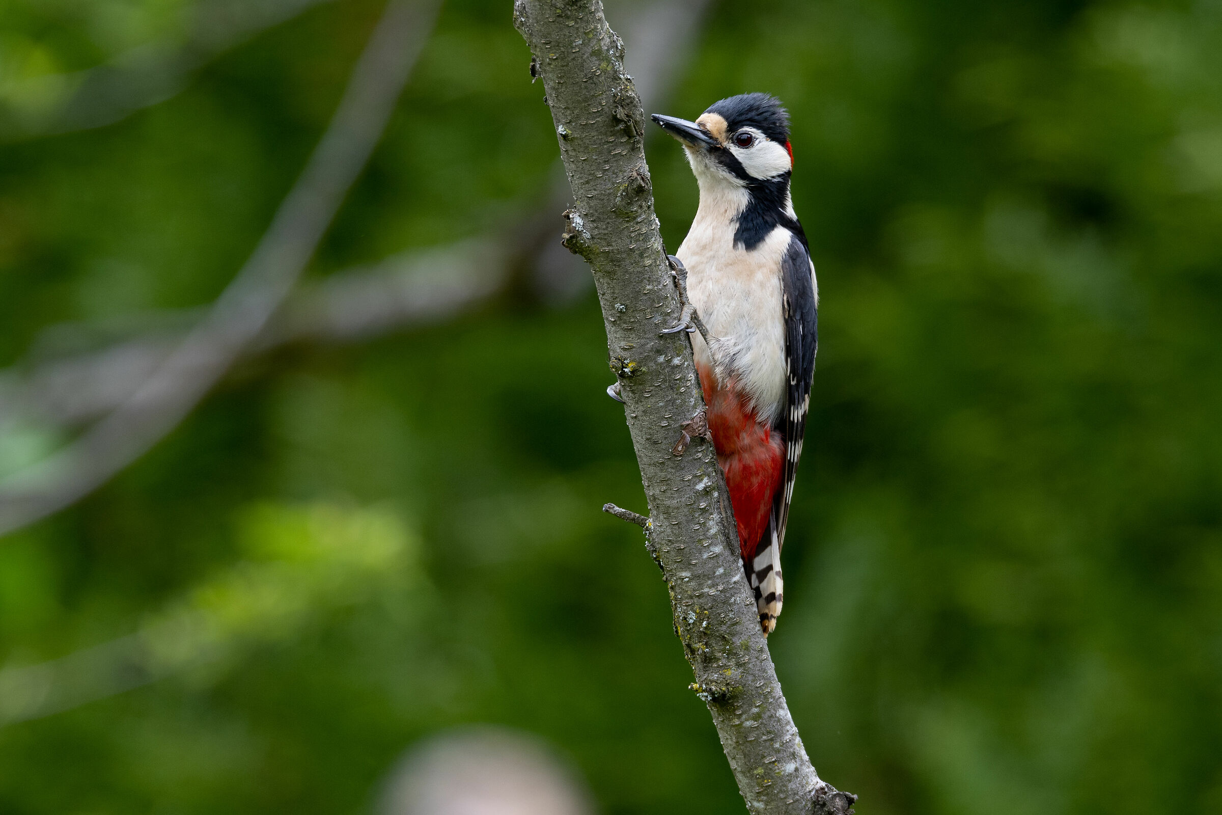 Gli abitanti del mio giardino
