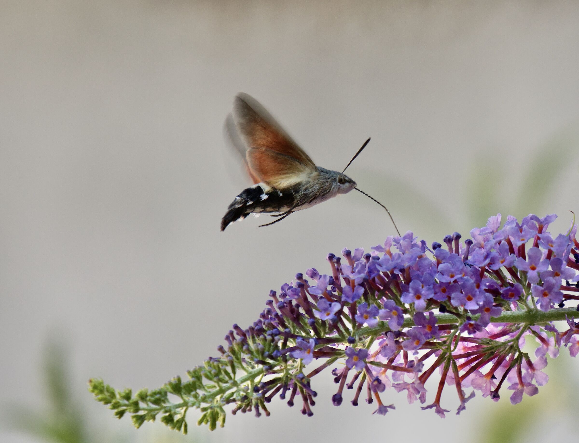 Da un fiore all'altro