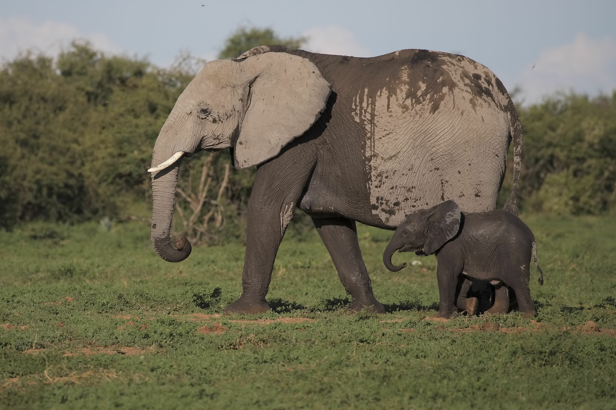 Calimero and his dad