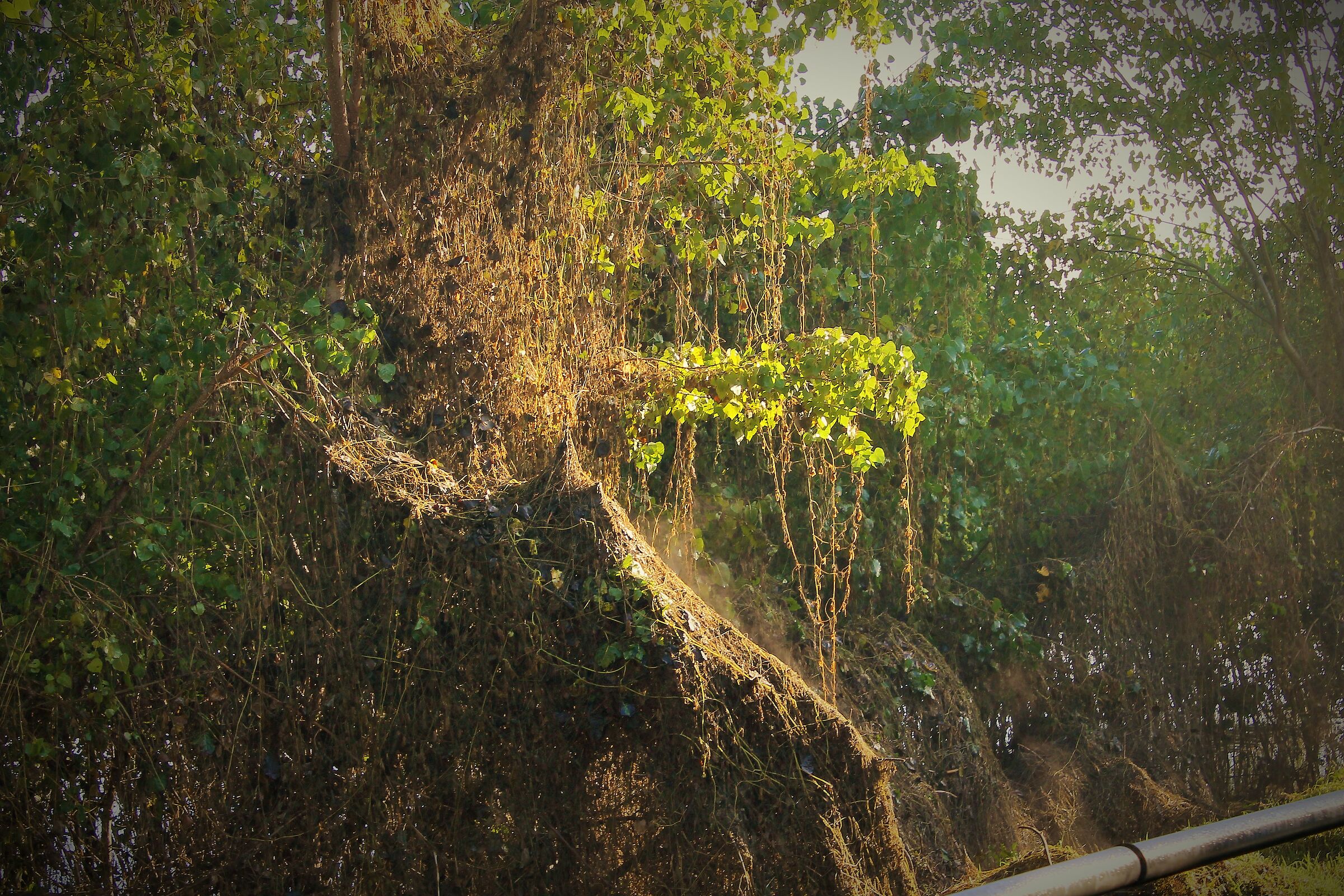 PAESAGGIO AUTUNNALE SUL PO