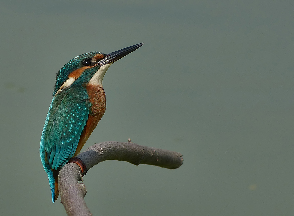 Un Martino dell'estate scorsa
