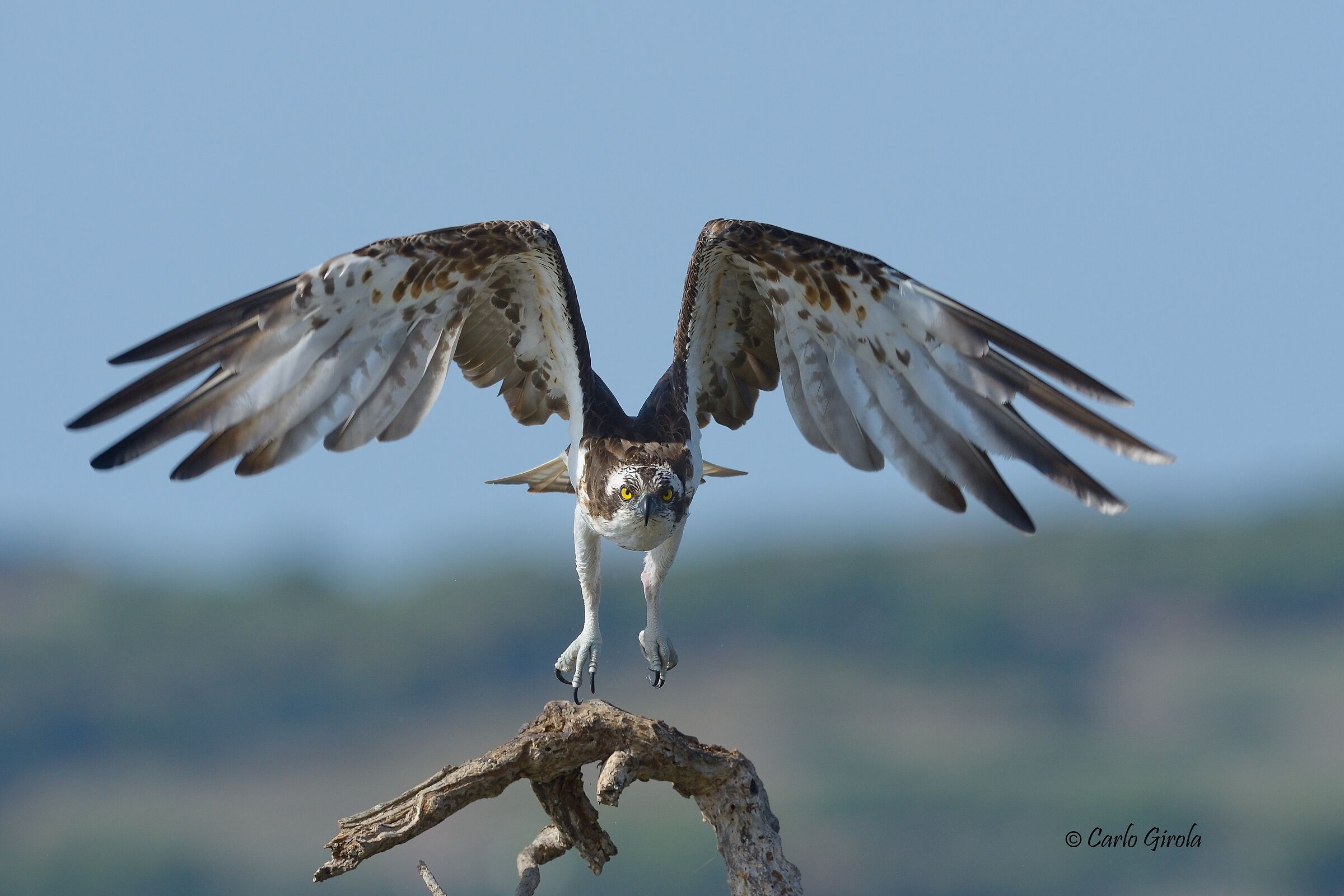 Falco pescatore ( Pandion haliaetus)