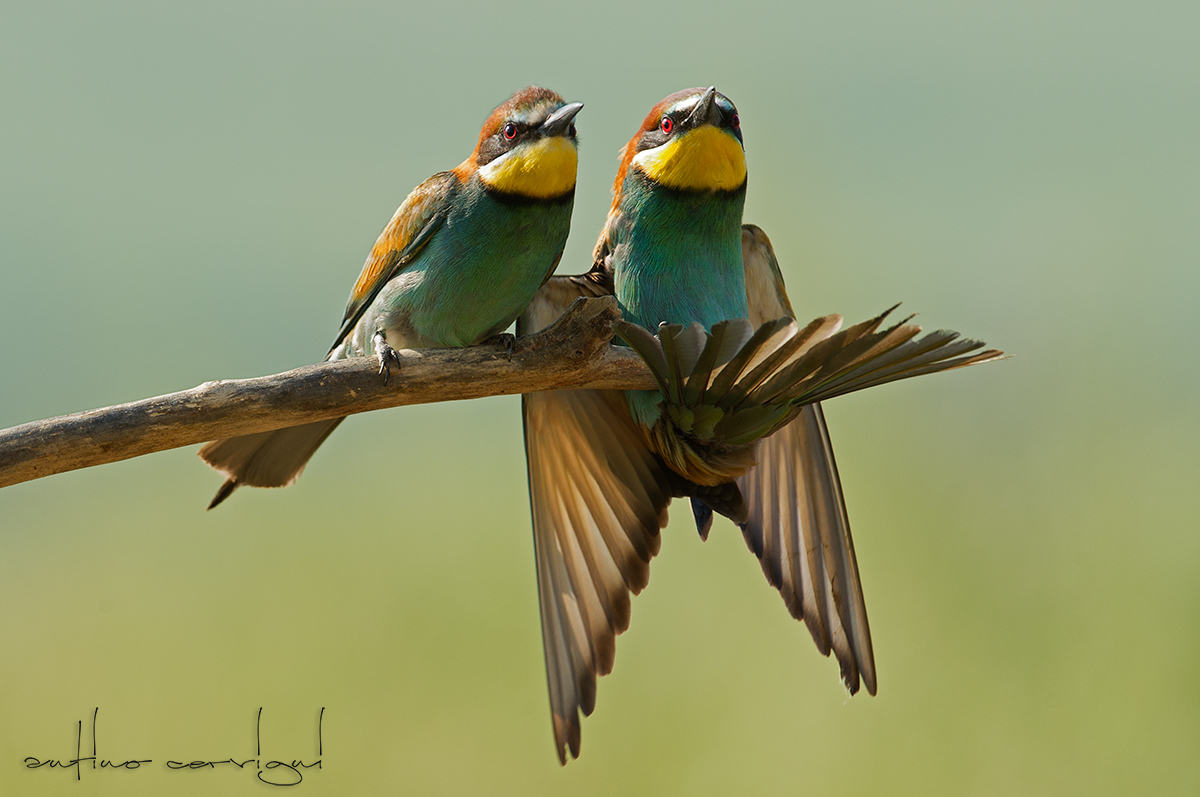 Bee-eaters at dawn