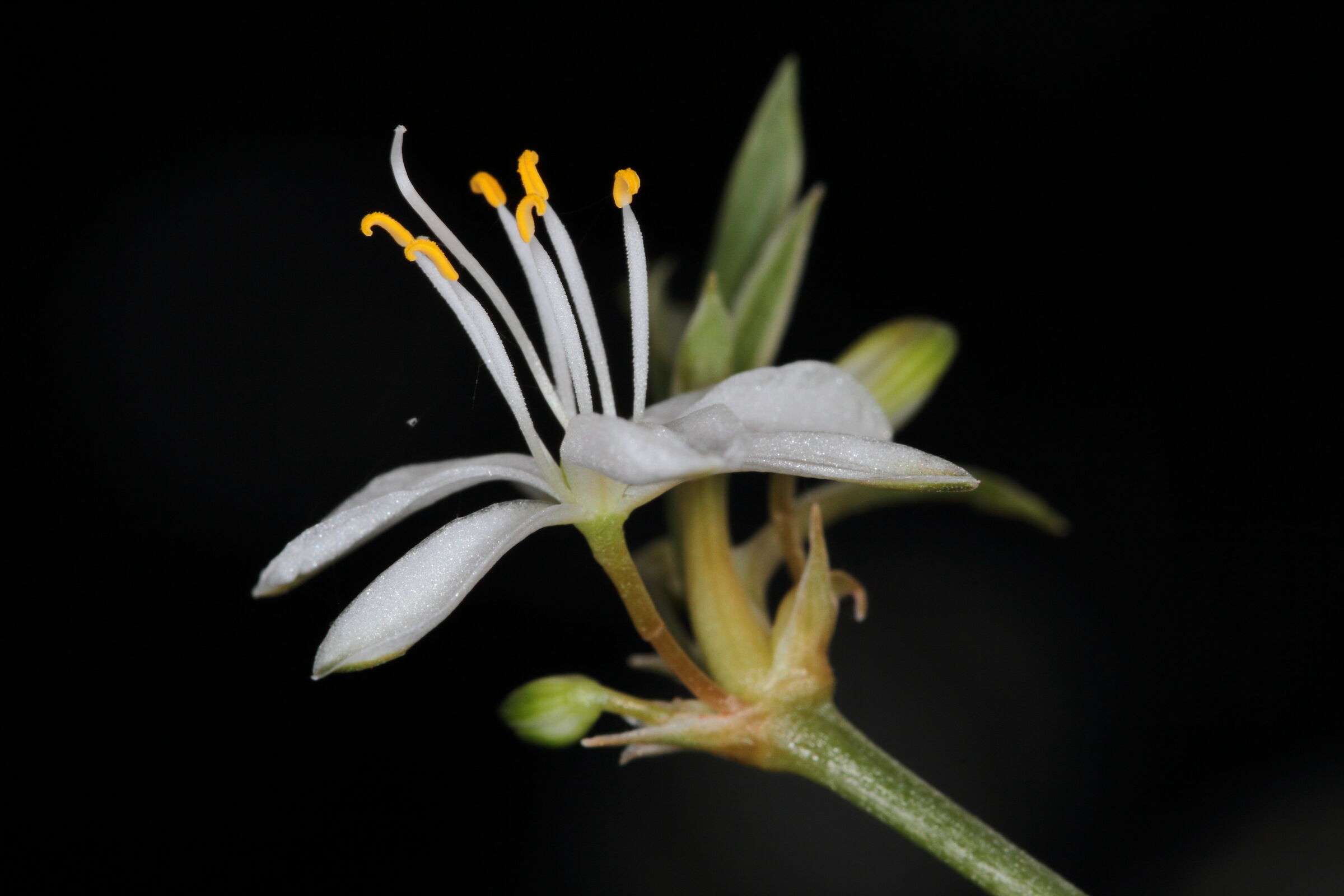 Fiore di falangio o nastrino