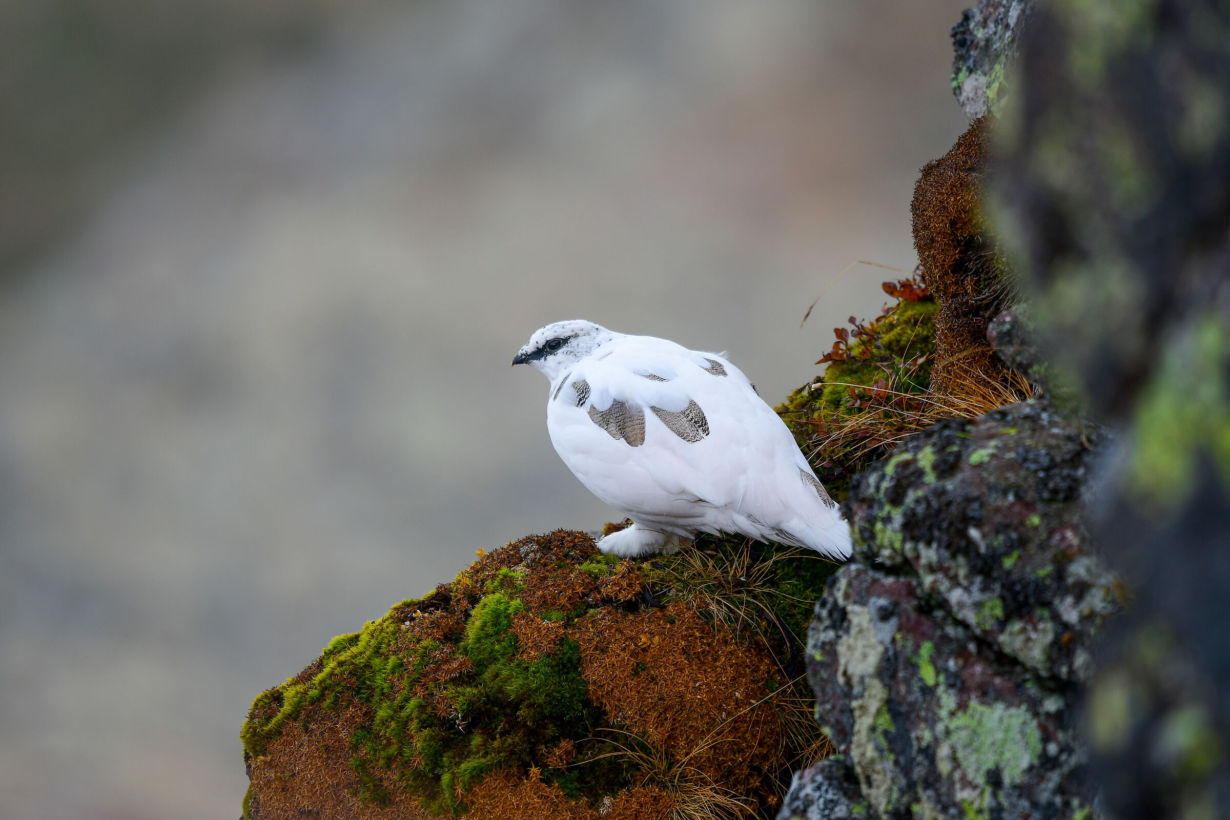 pernice bianca maschio