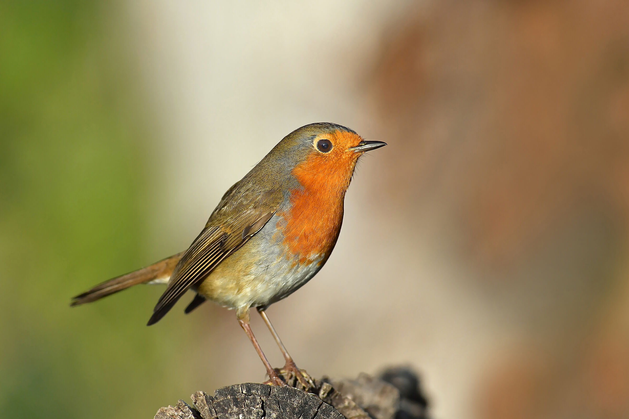 il Pettirosso nel tricolore