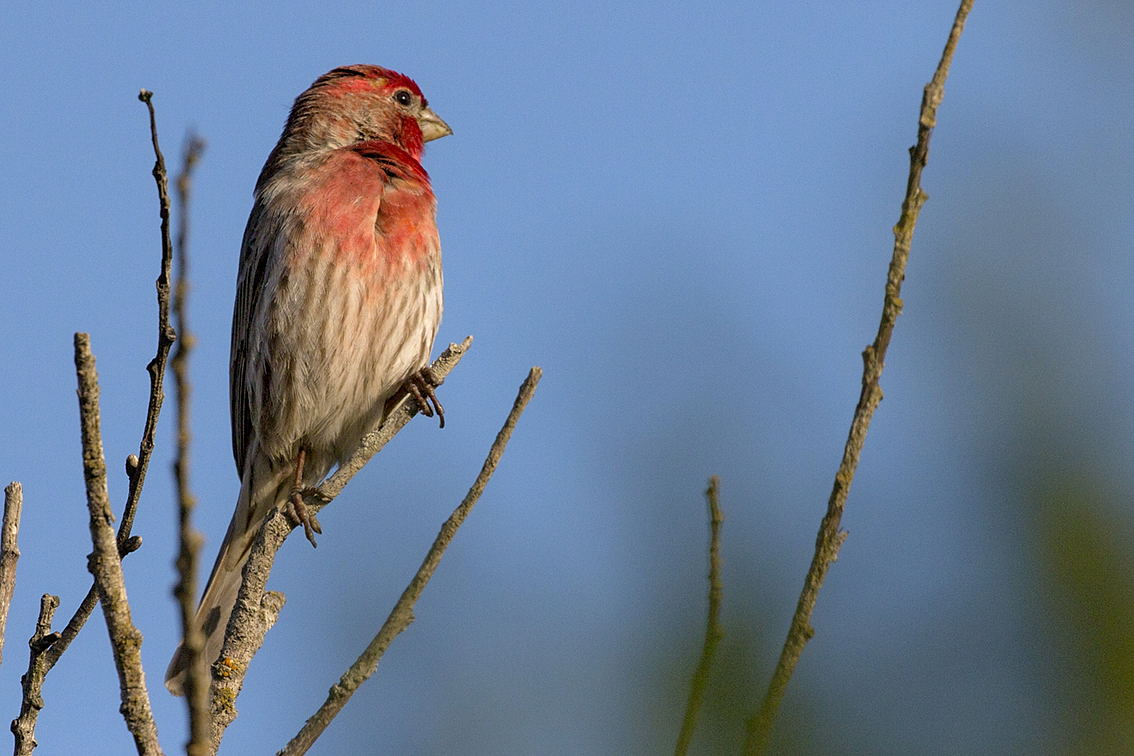 Ciuffolotto Messicano