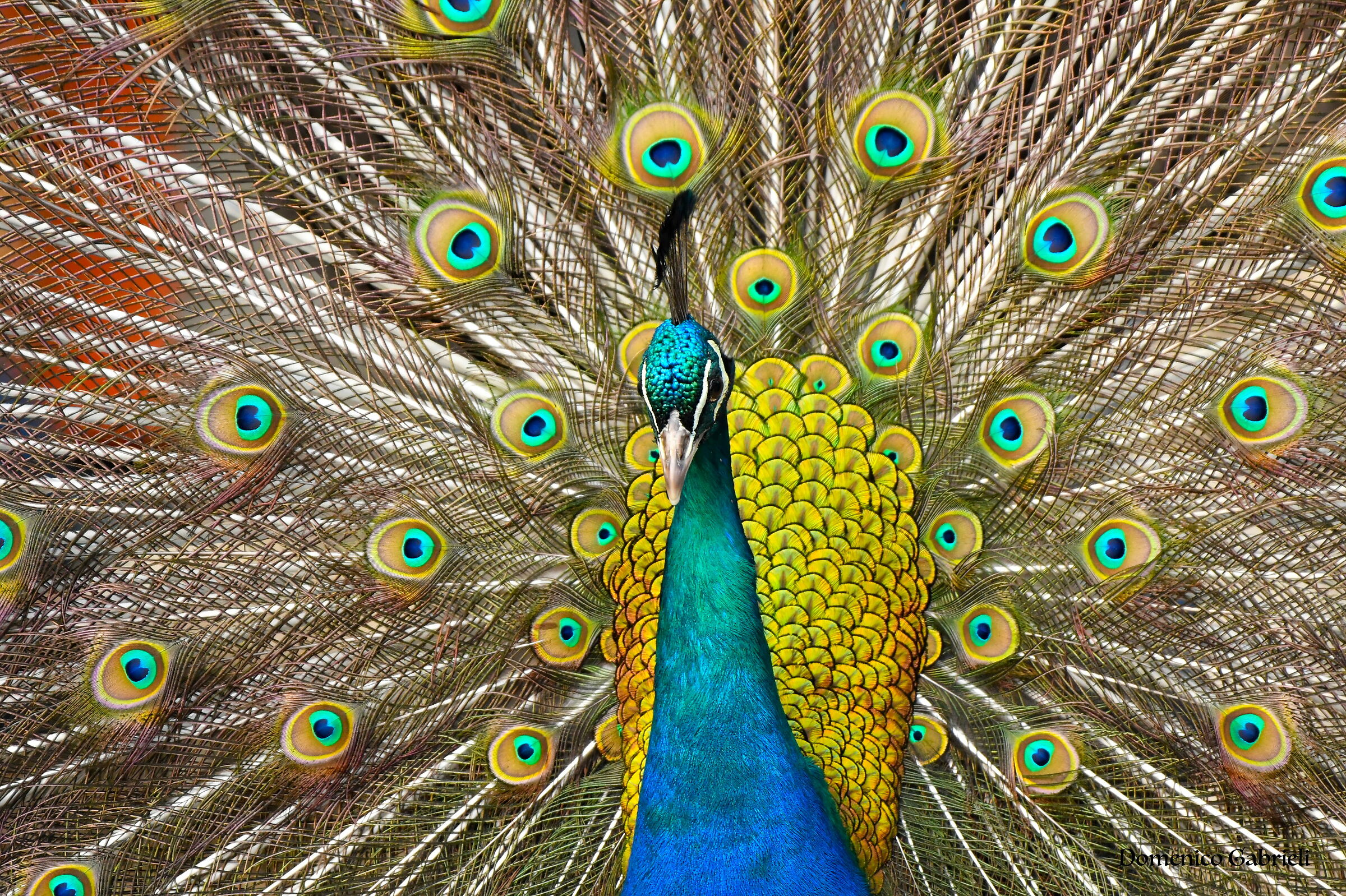 Peacock