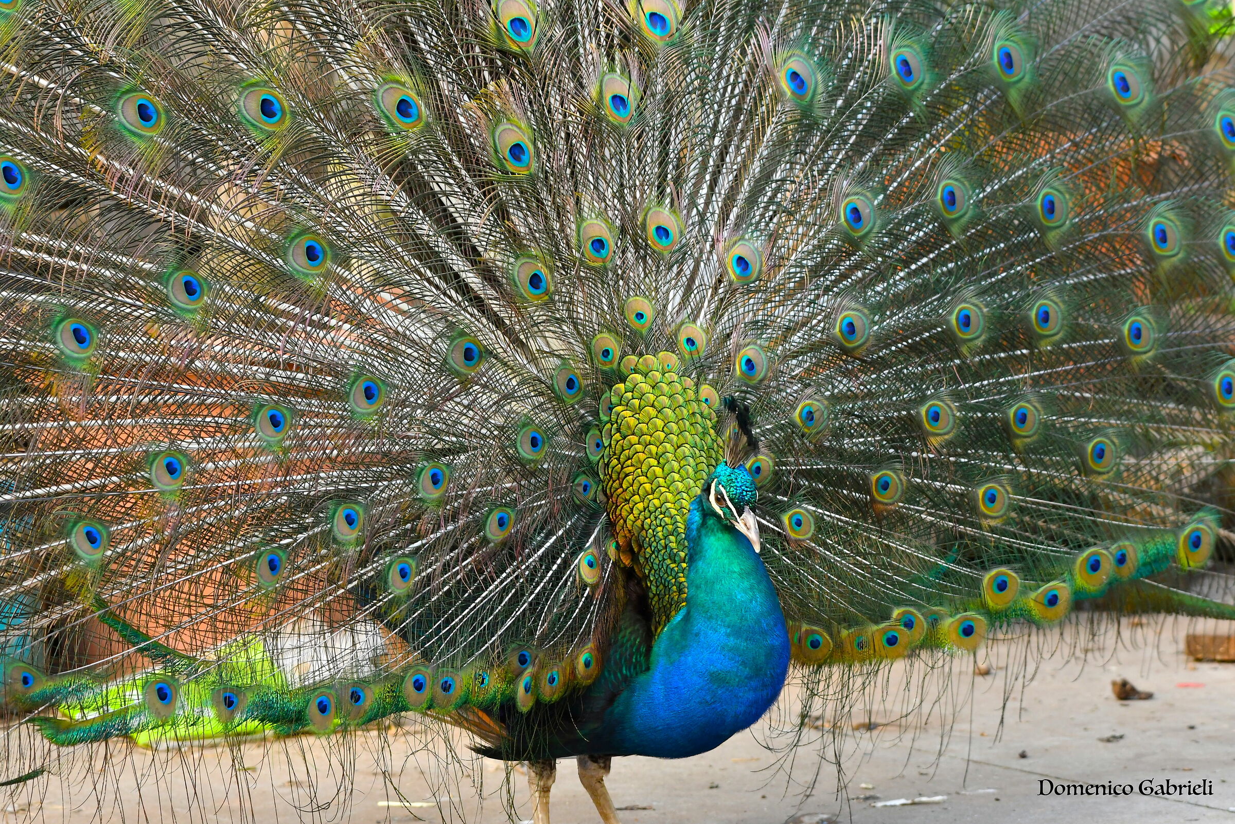 Peacock