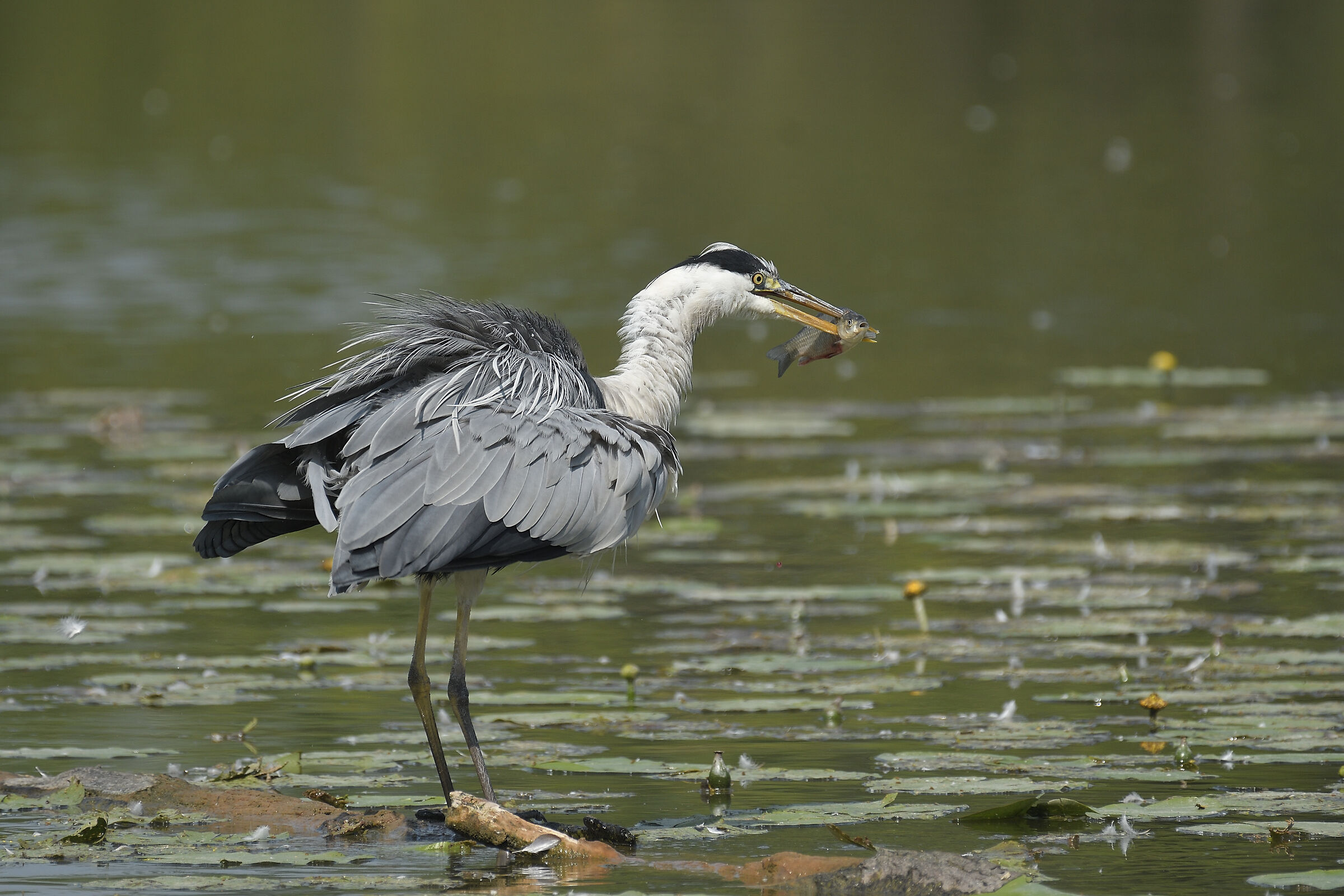 Ash heron with prey