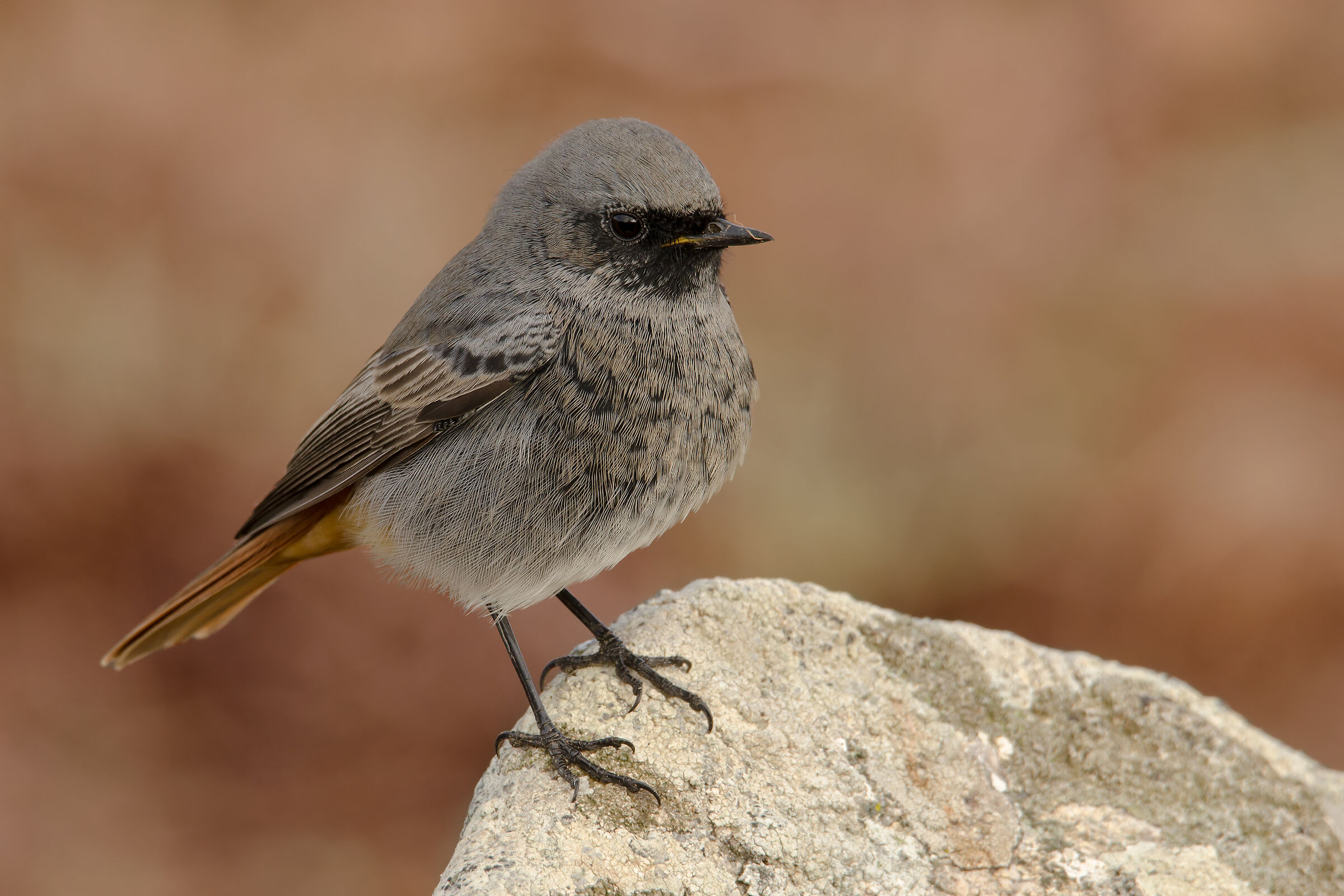 Codirosso spazzacamino m.