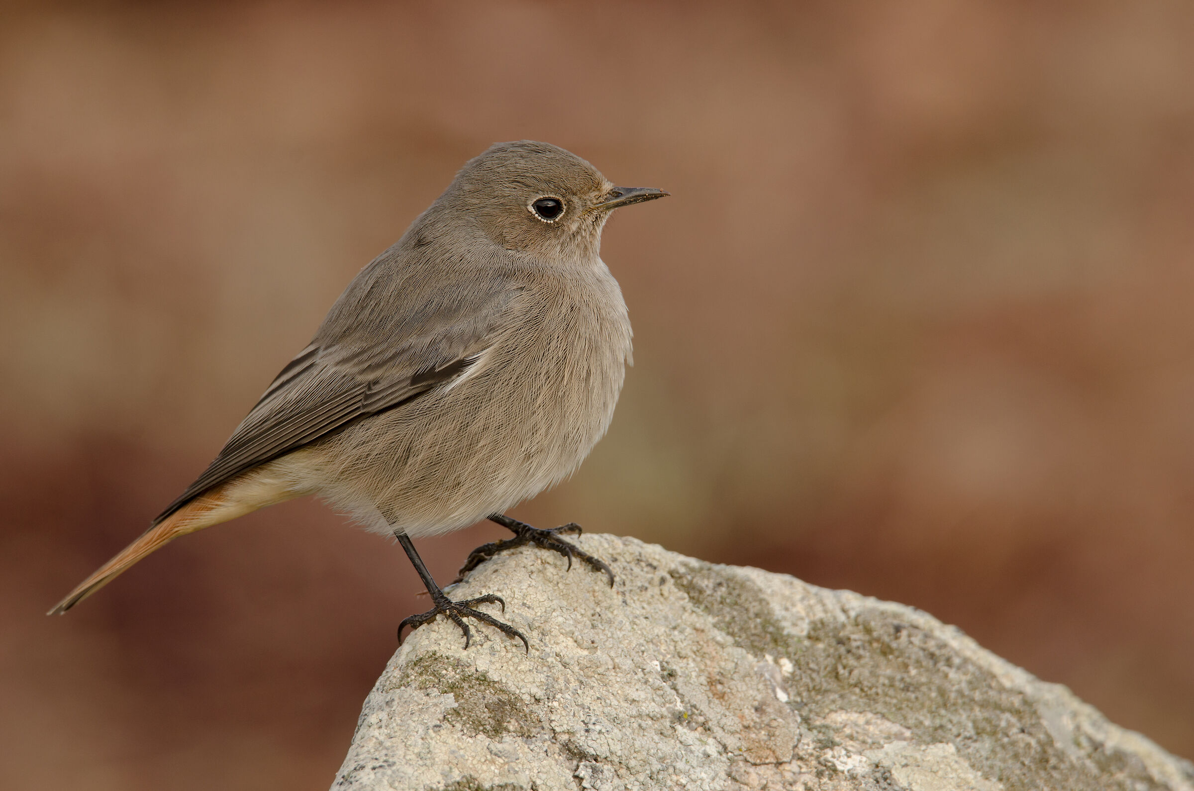 Red chimney sweep f.