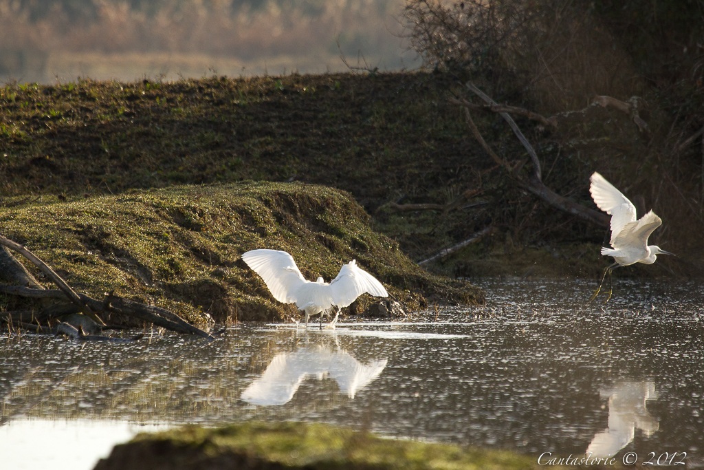 Egrets