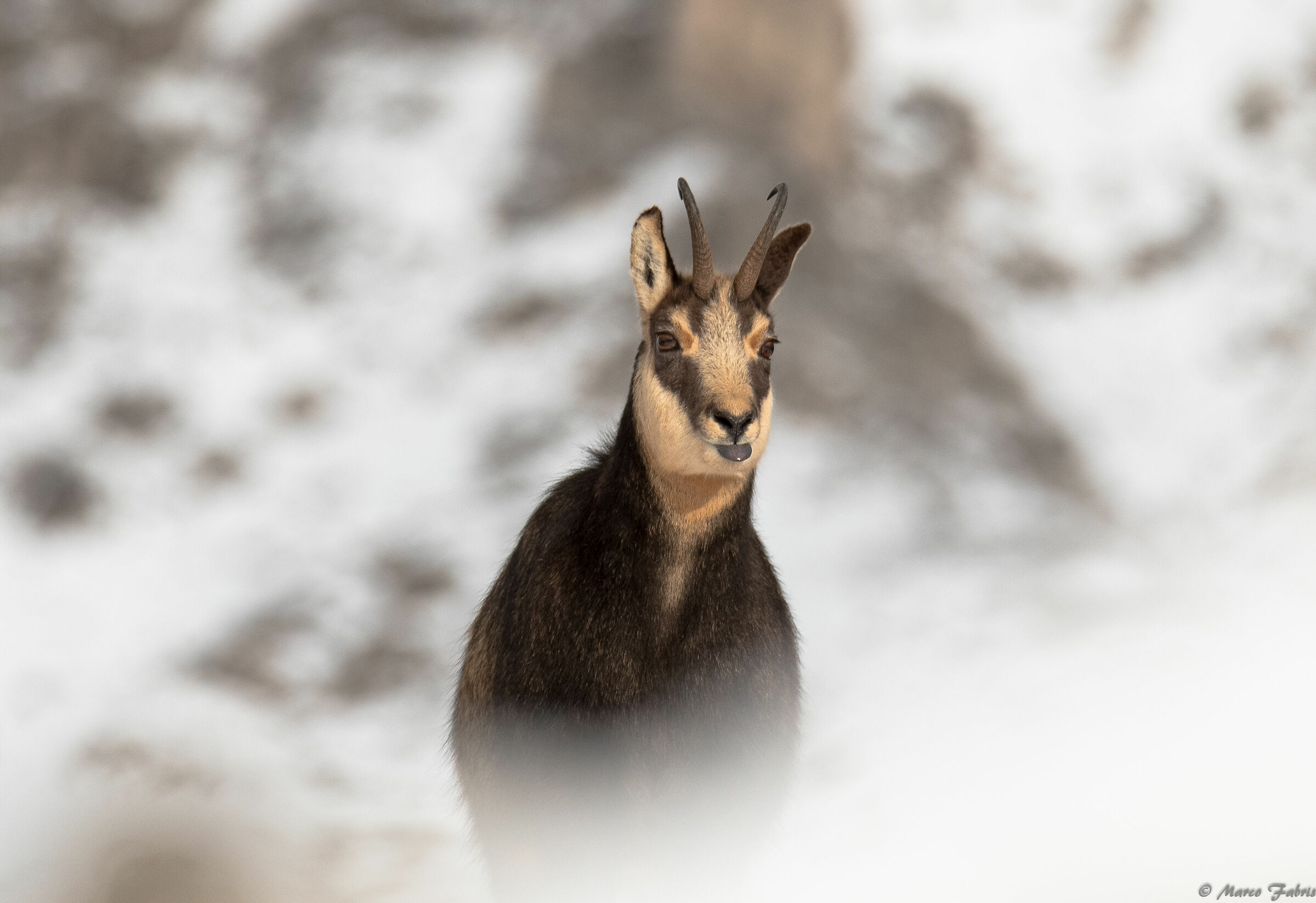 Tongues at high altitudes...