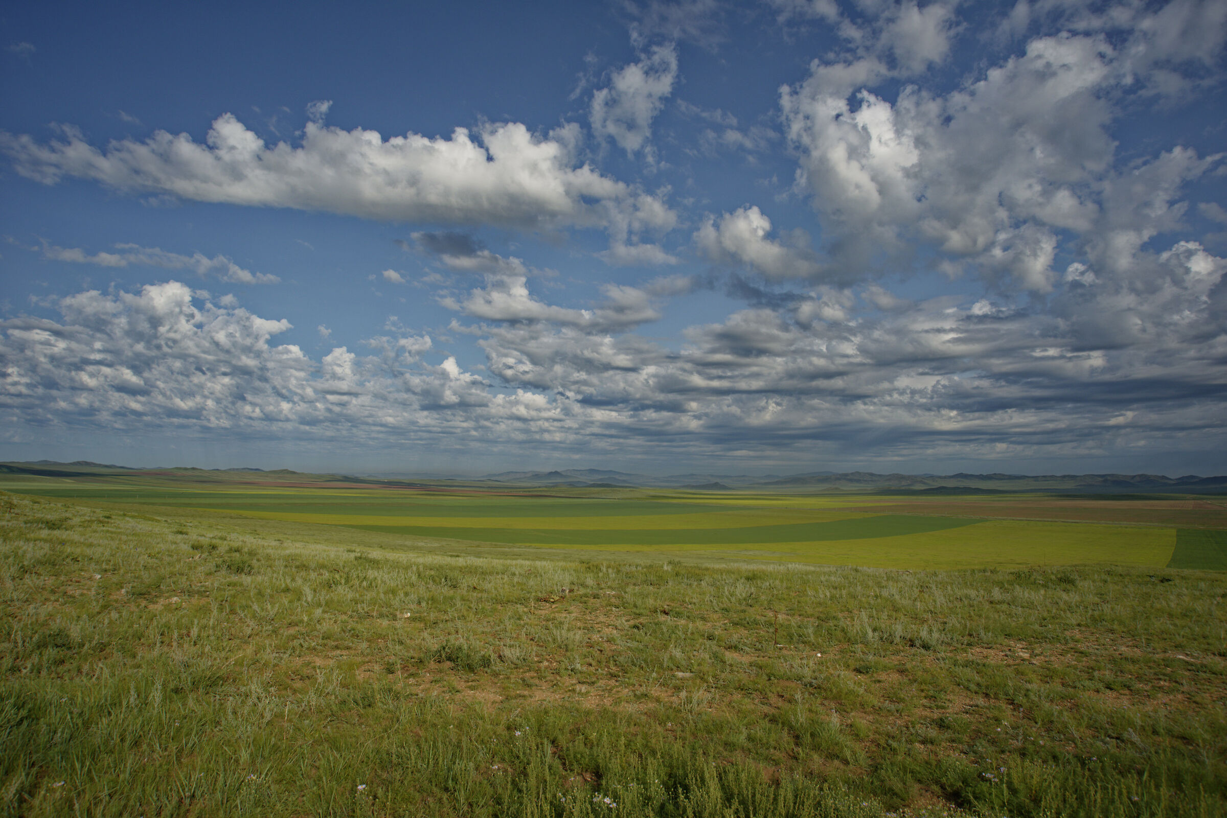 The steppe