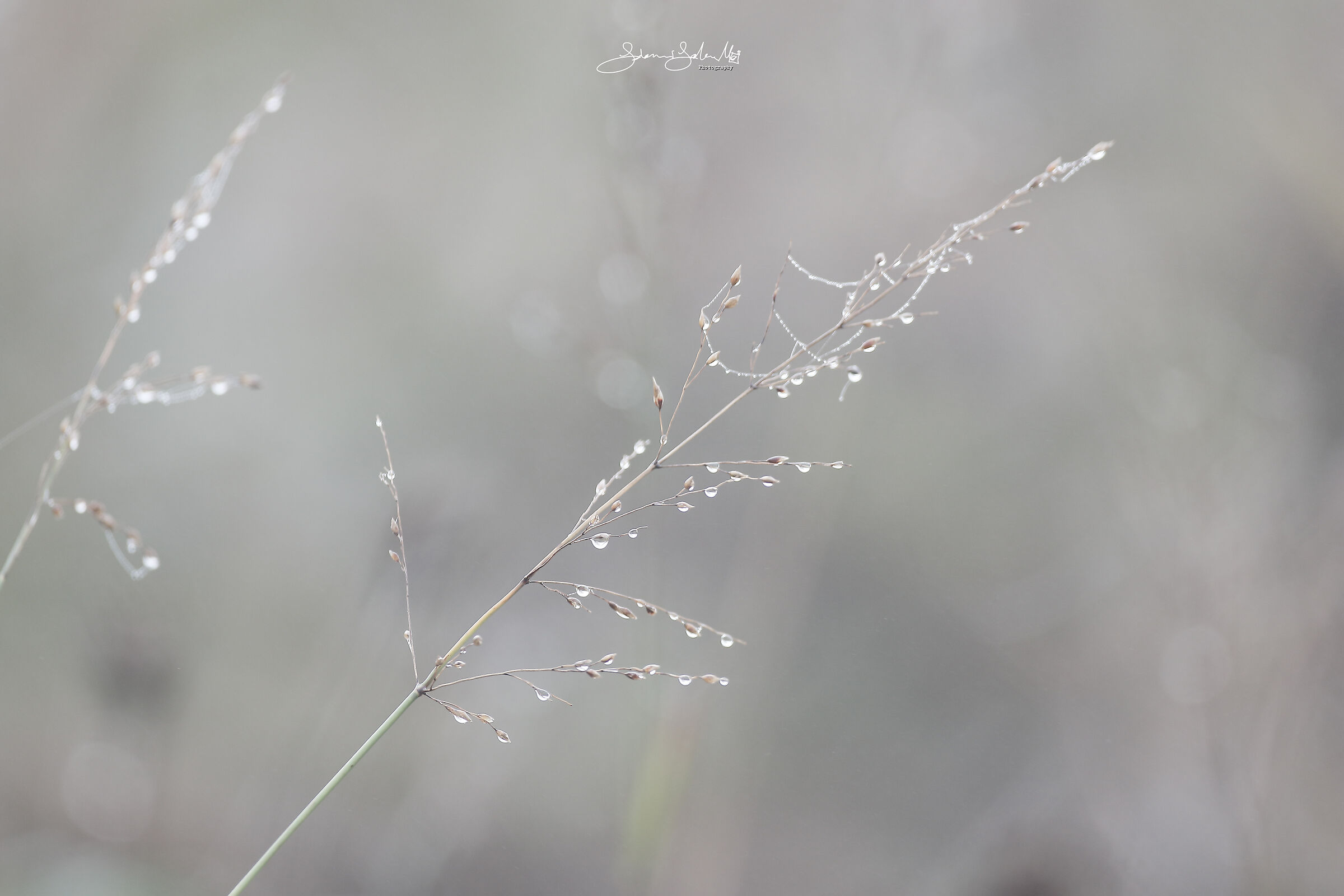 Dew drops