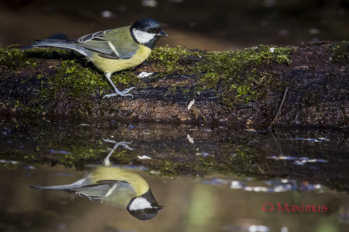 ...  le due cinciallegre...