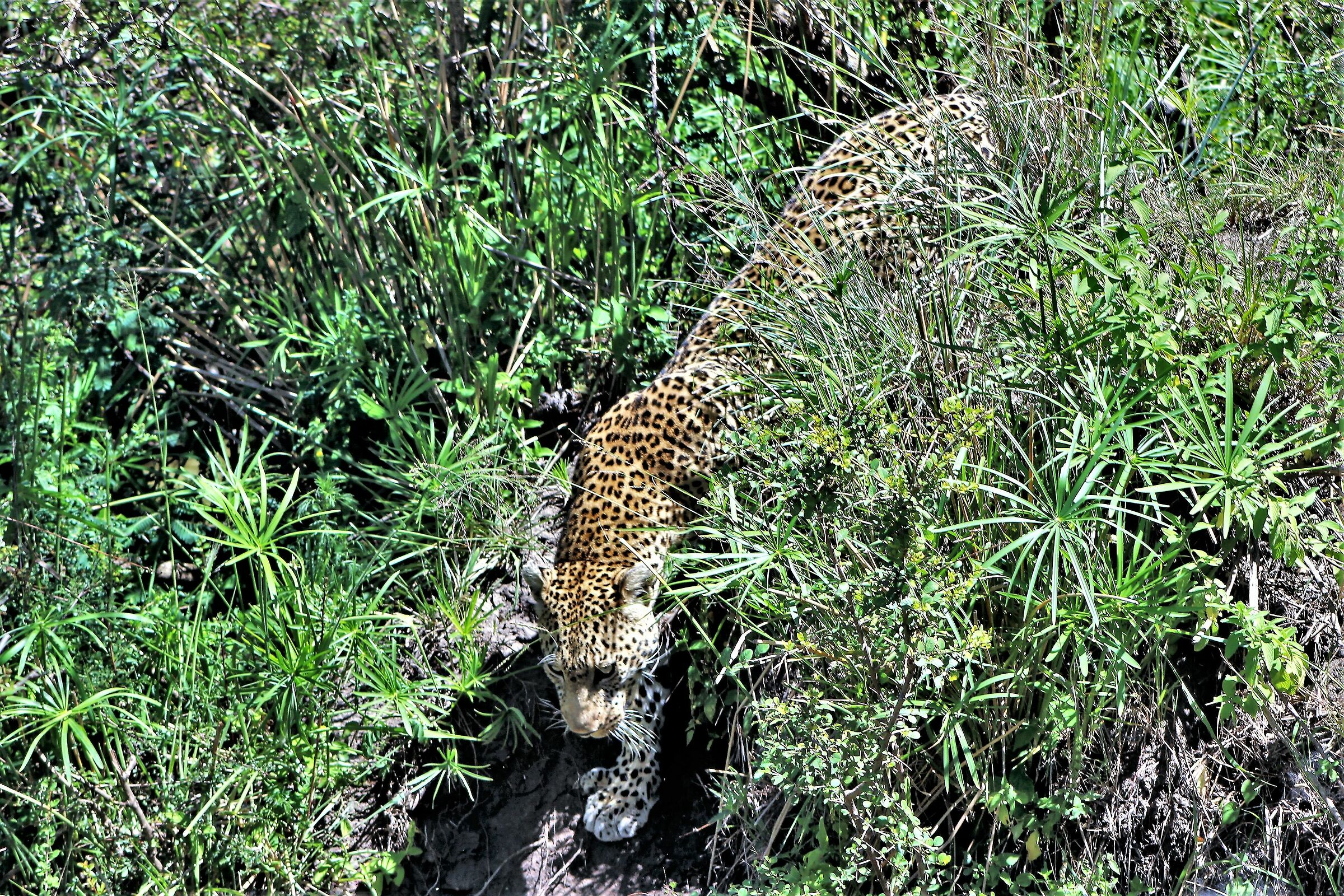Un signore elegante e solitario