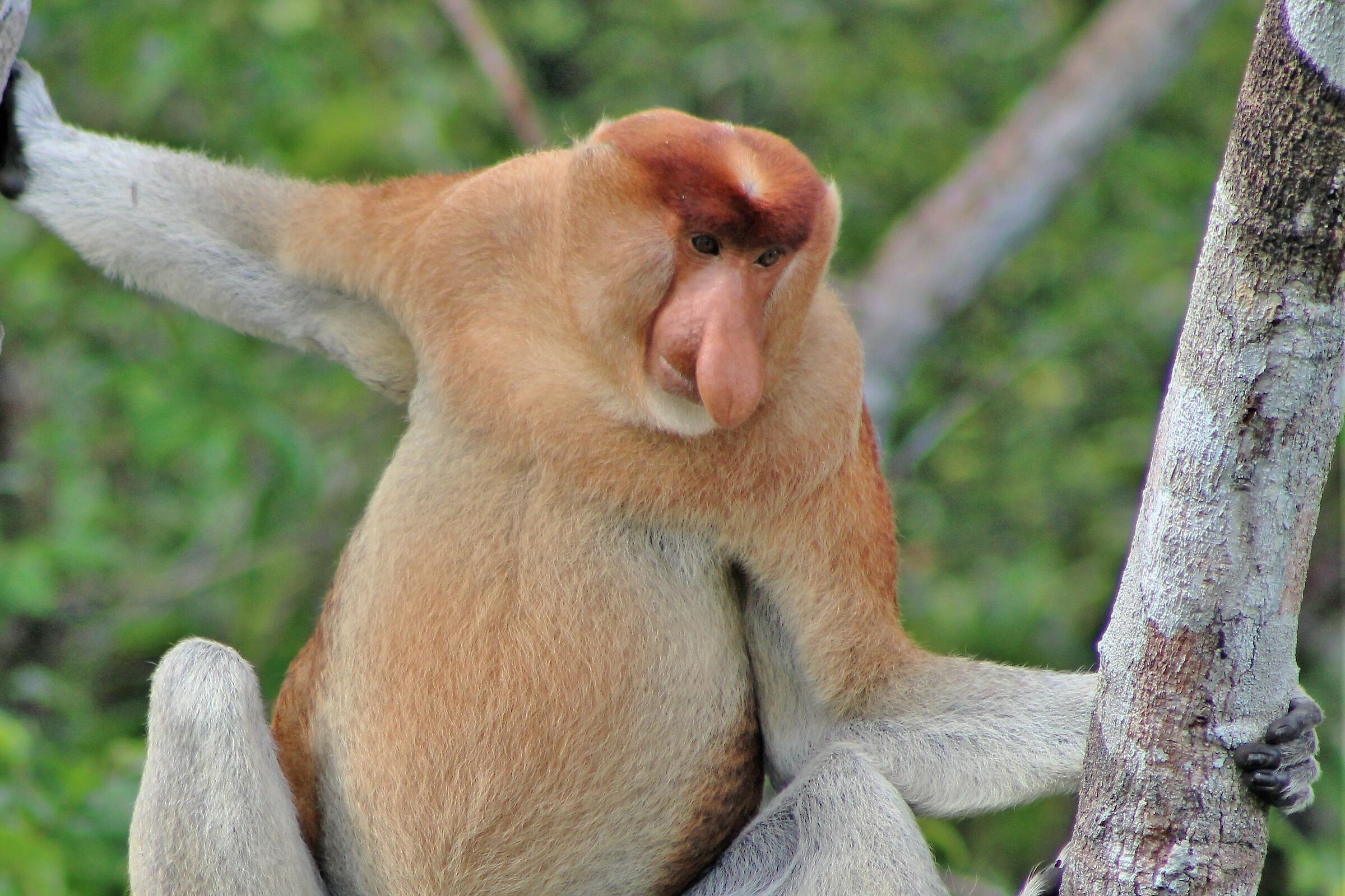 Mi prendi per il naso!