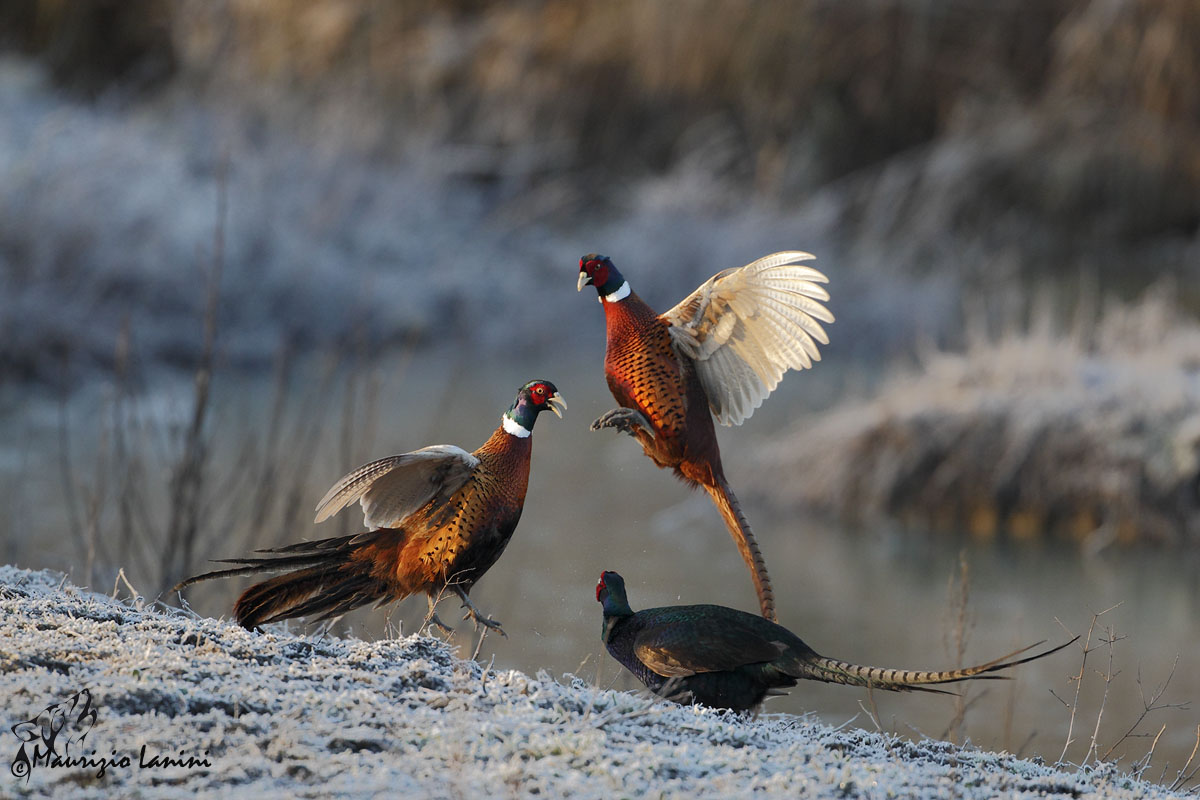 Scaramucce di prima mattina