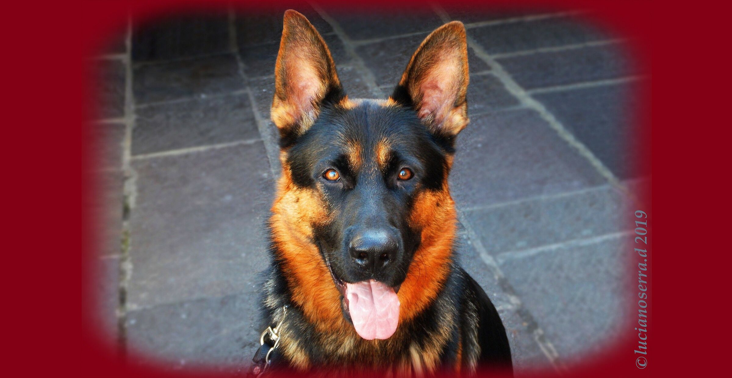 Jacqueline's dog Nash