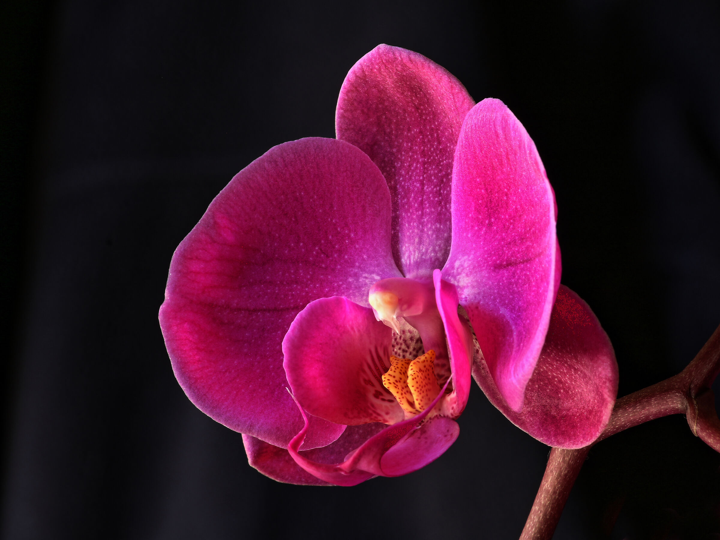 Orchid