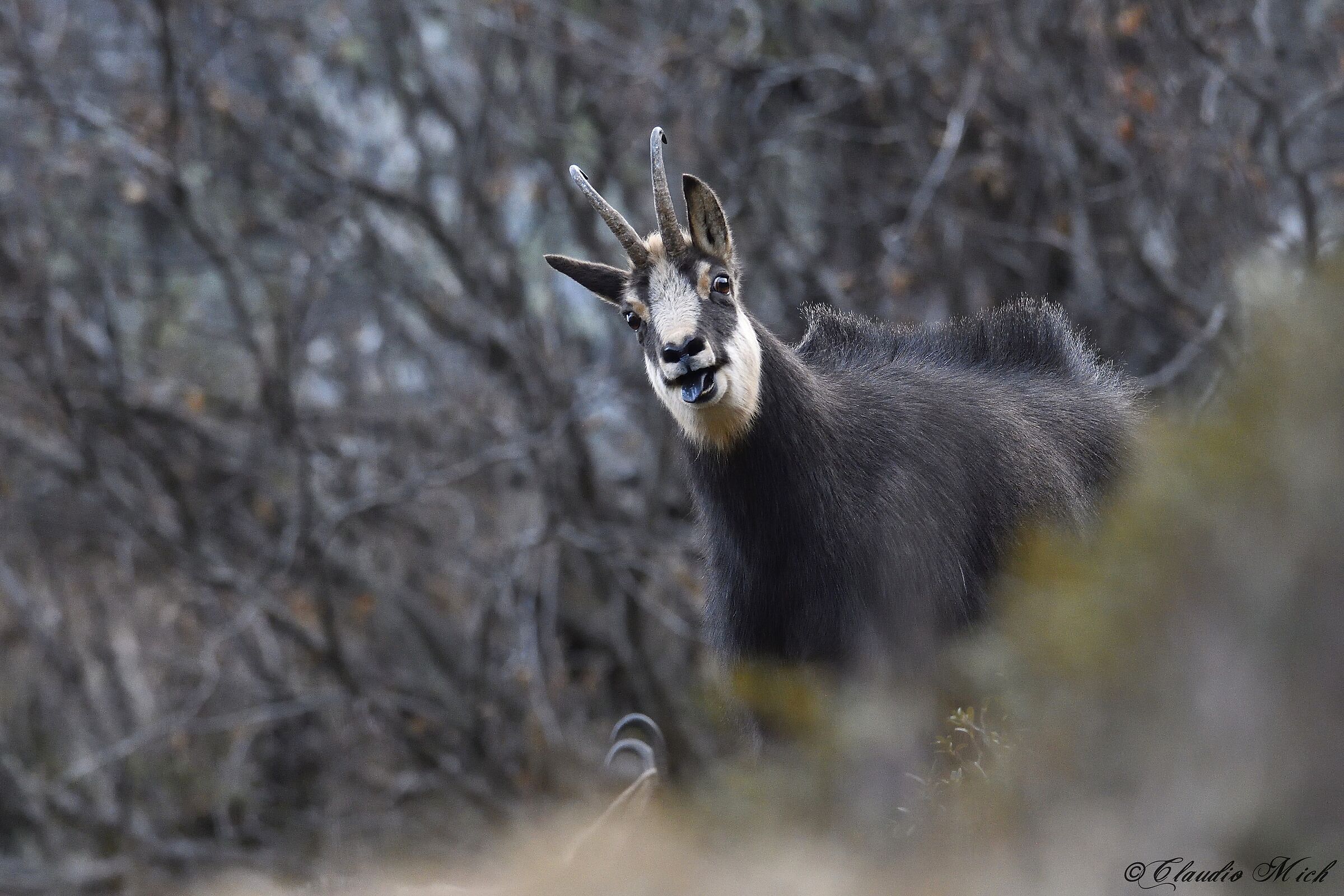 Time of loves for suede
