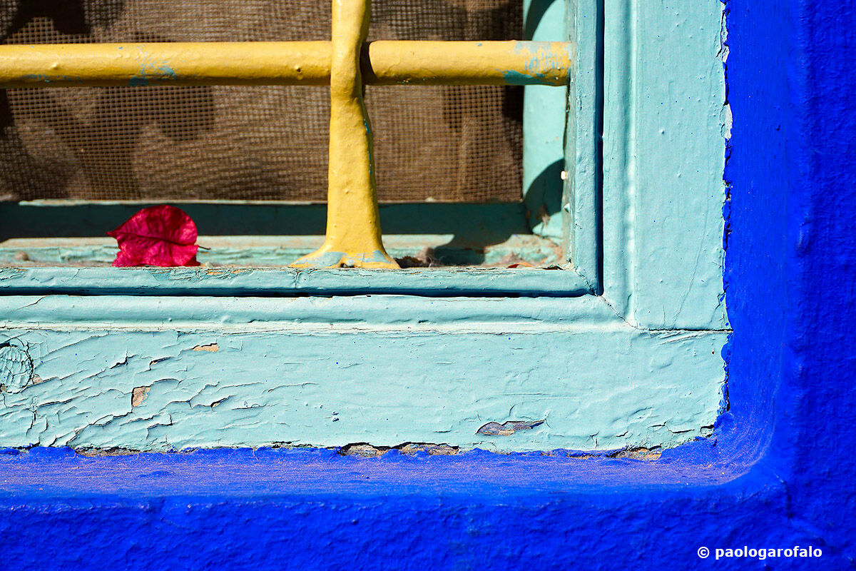 e' caduto un fiore al Jardin Majorelle
