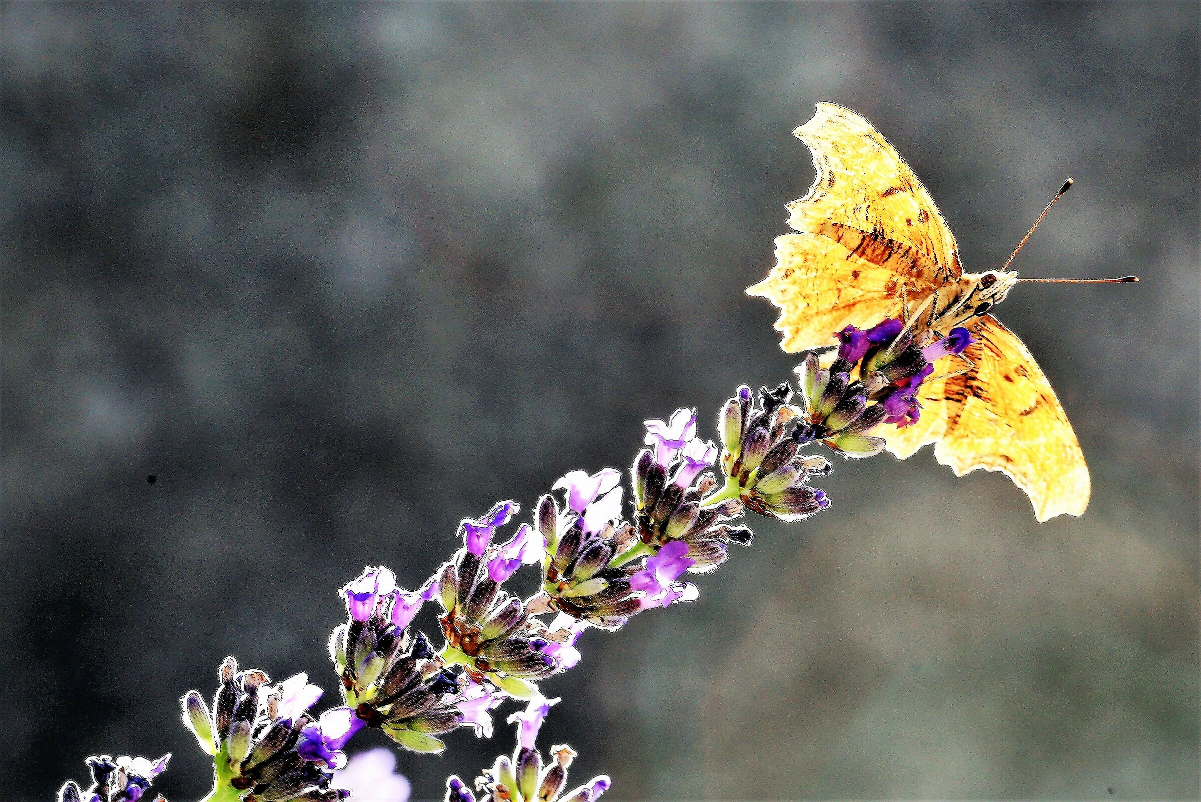 Una farfalla ogni tanto!