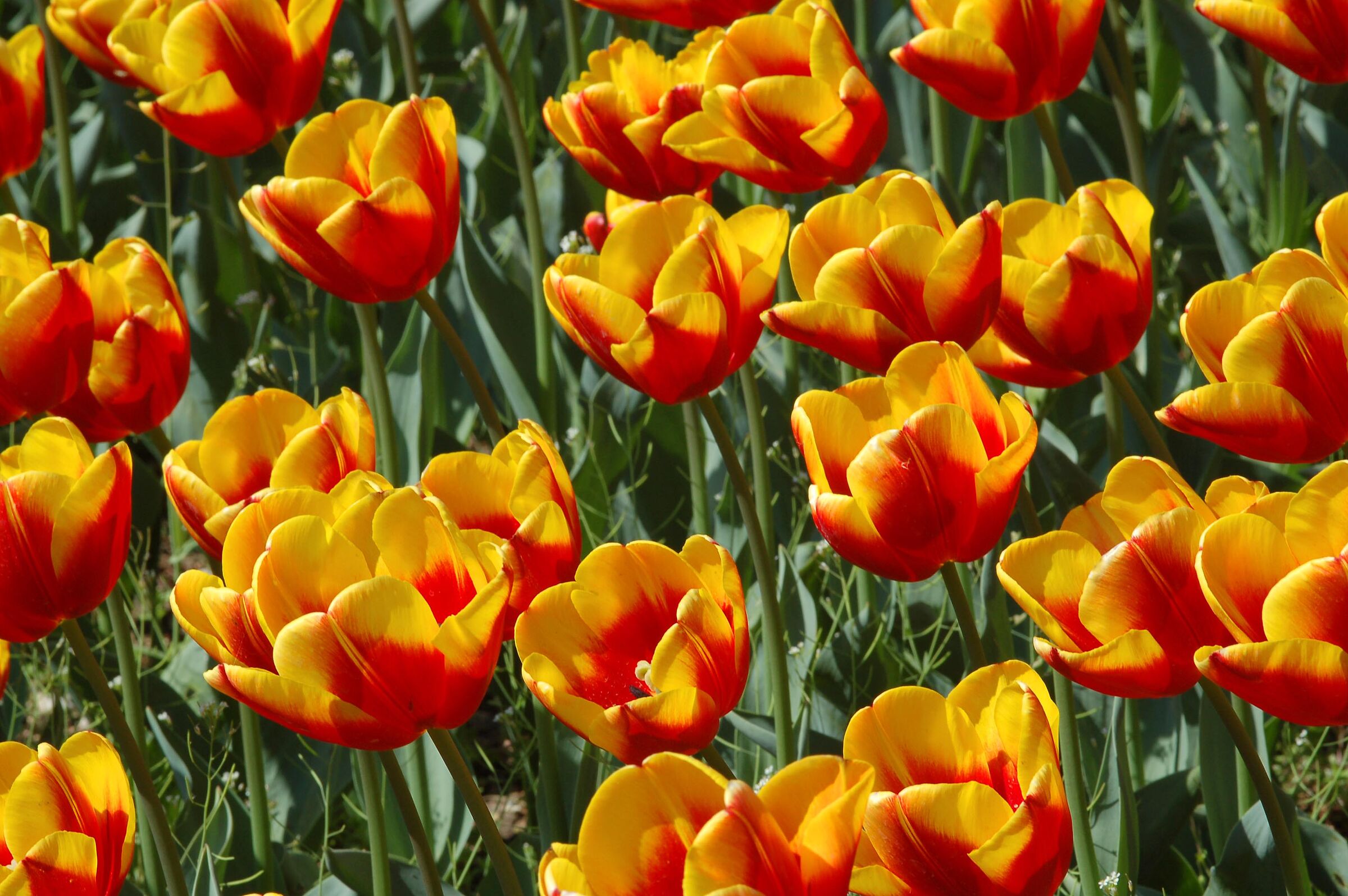 Tulips